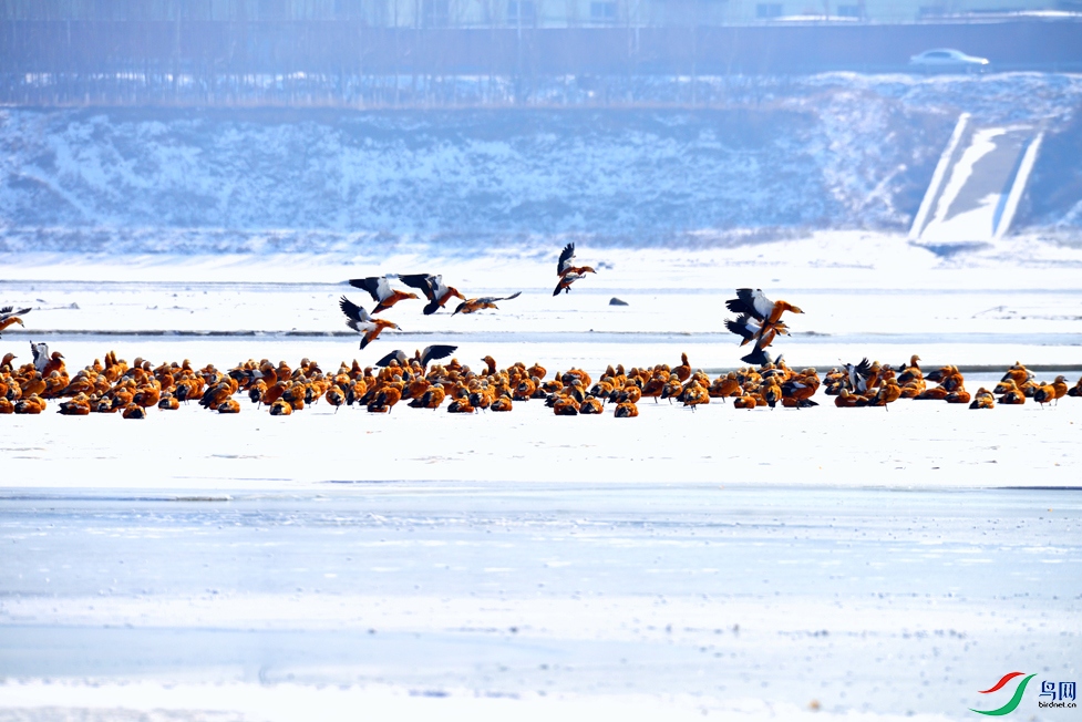 DSC_8480-01-p-2.jpg