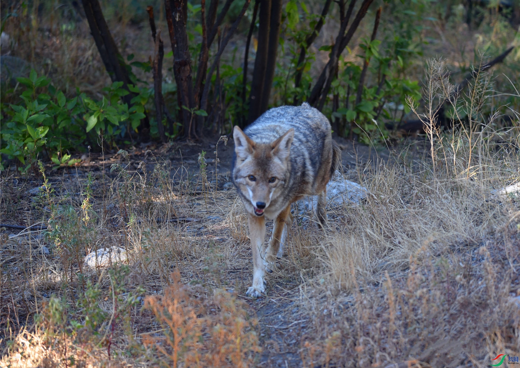 DSC_1742_����.jpg