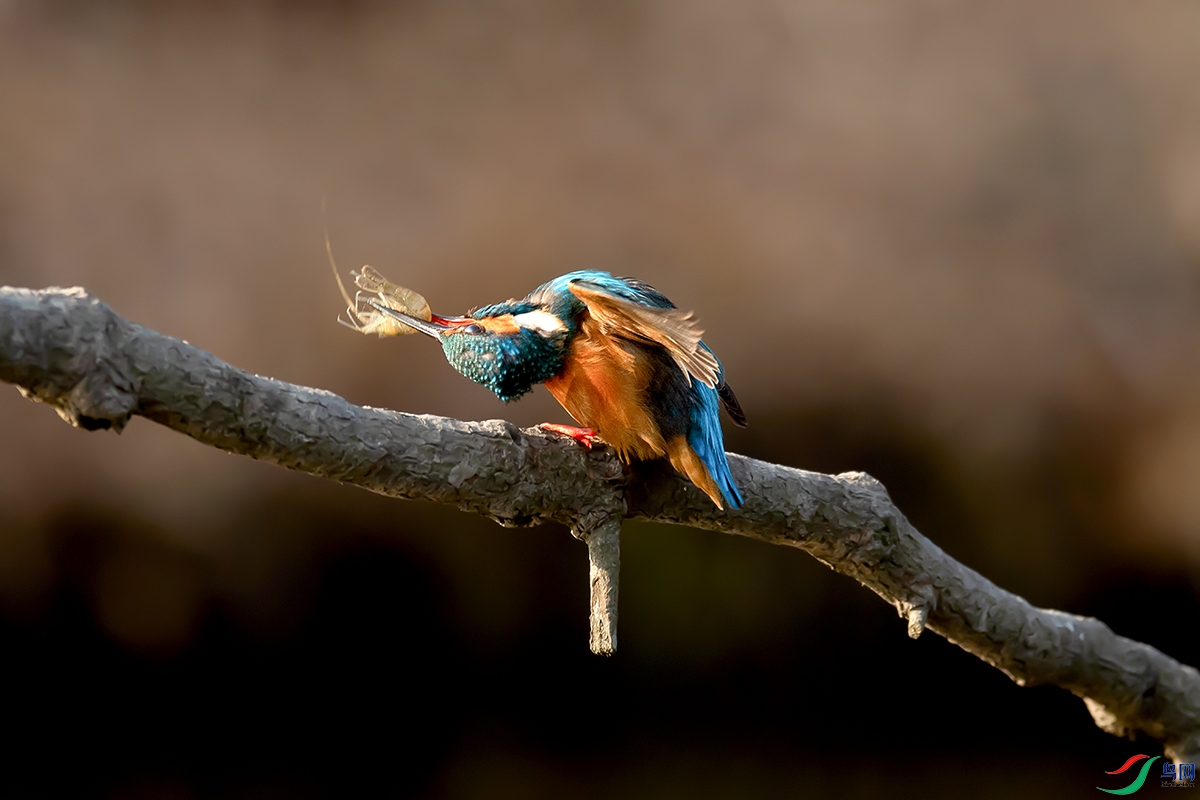 DSC_p3489.jpg