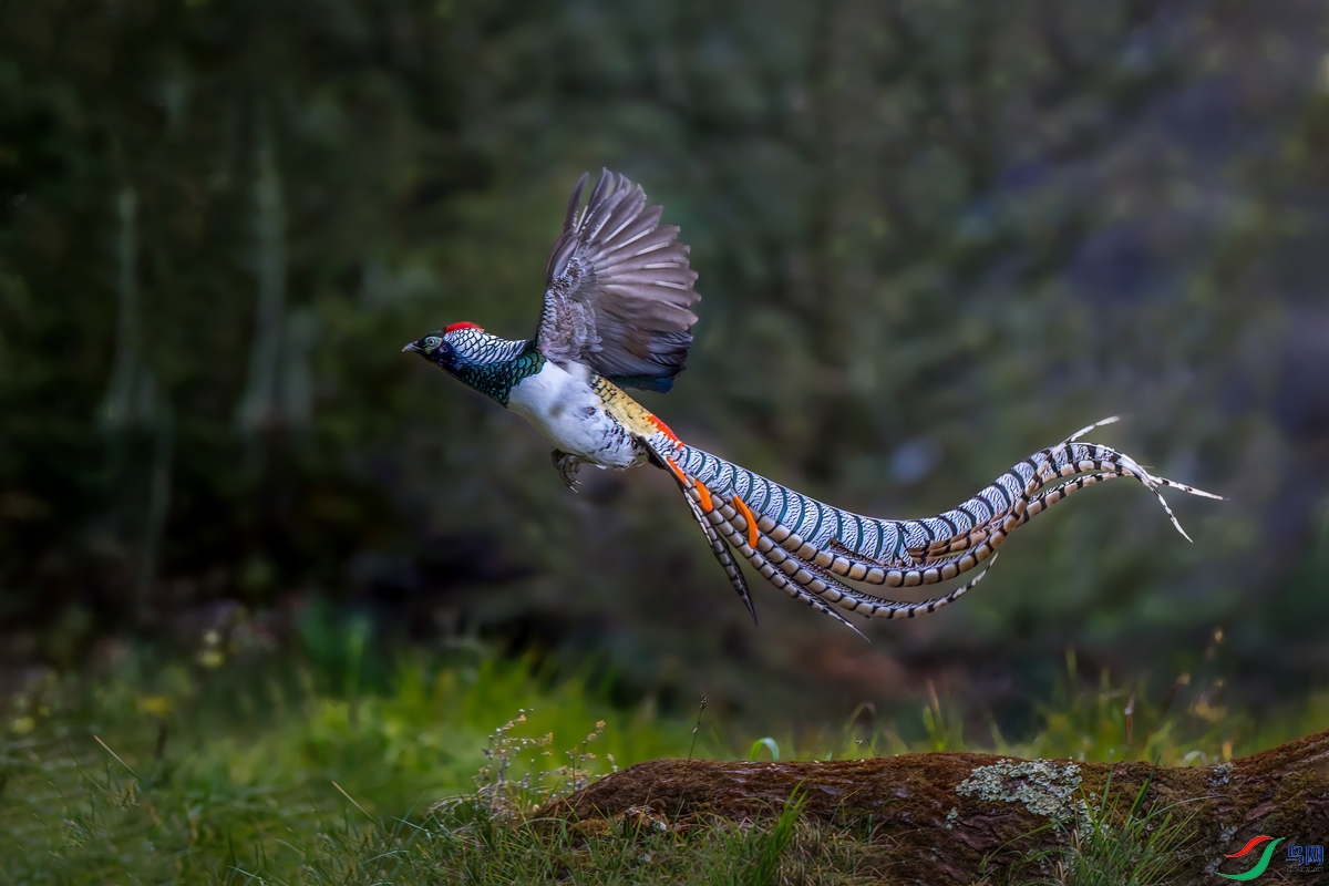 白腹锦鸡荣获首页精华