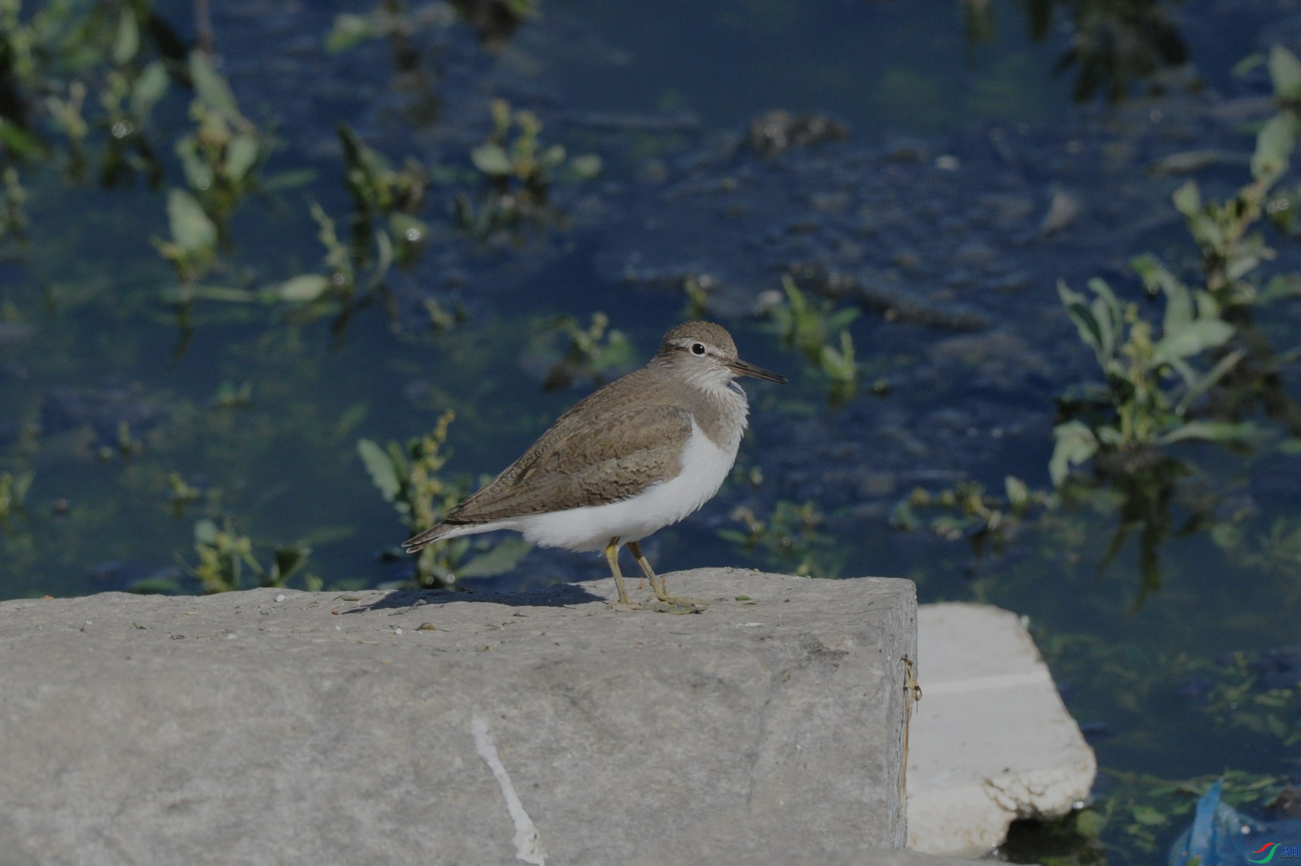 DSC_2273_����.jpg