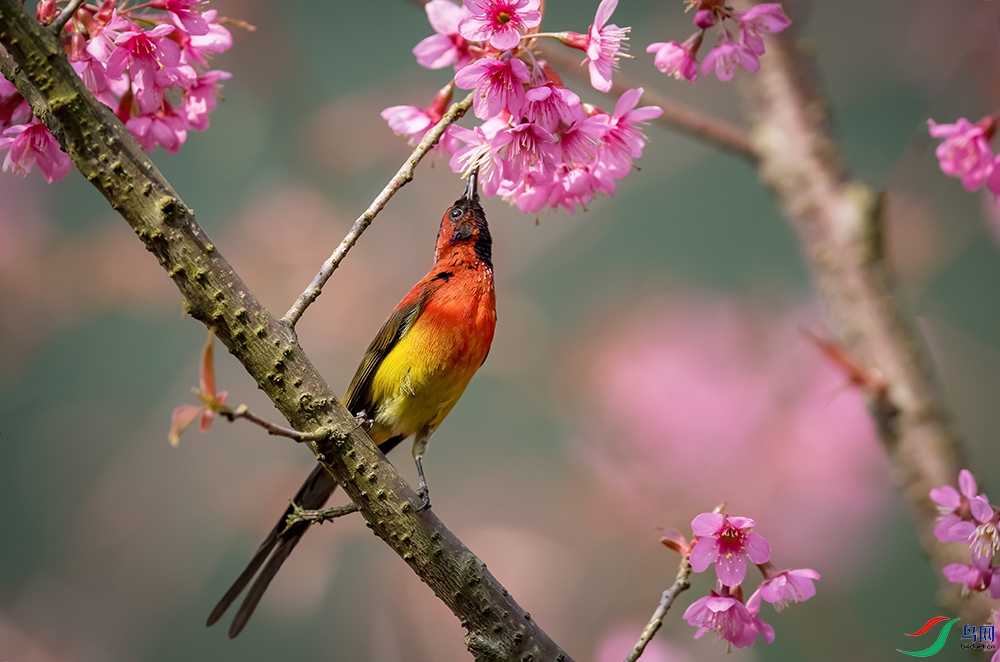 ����̫����