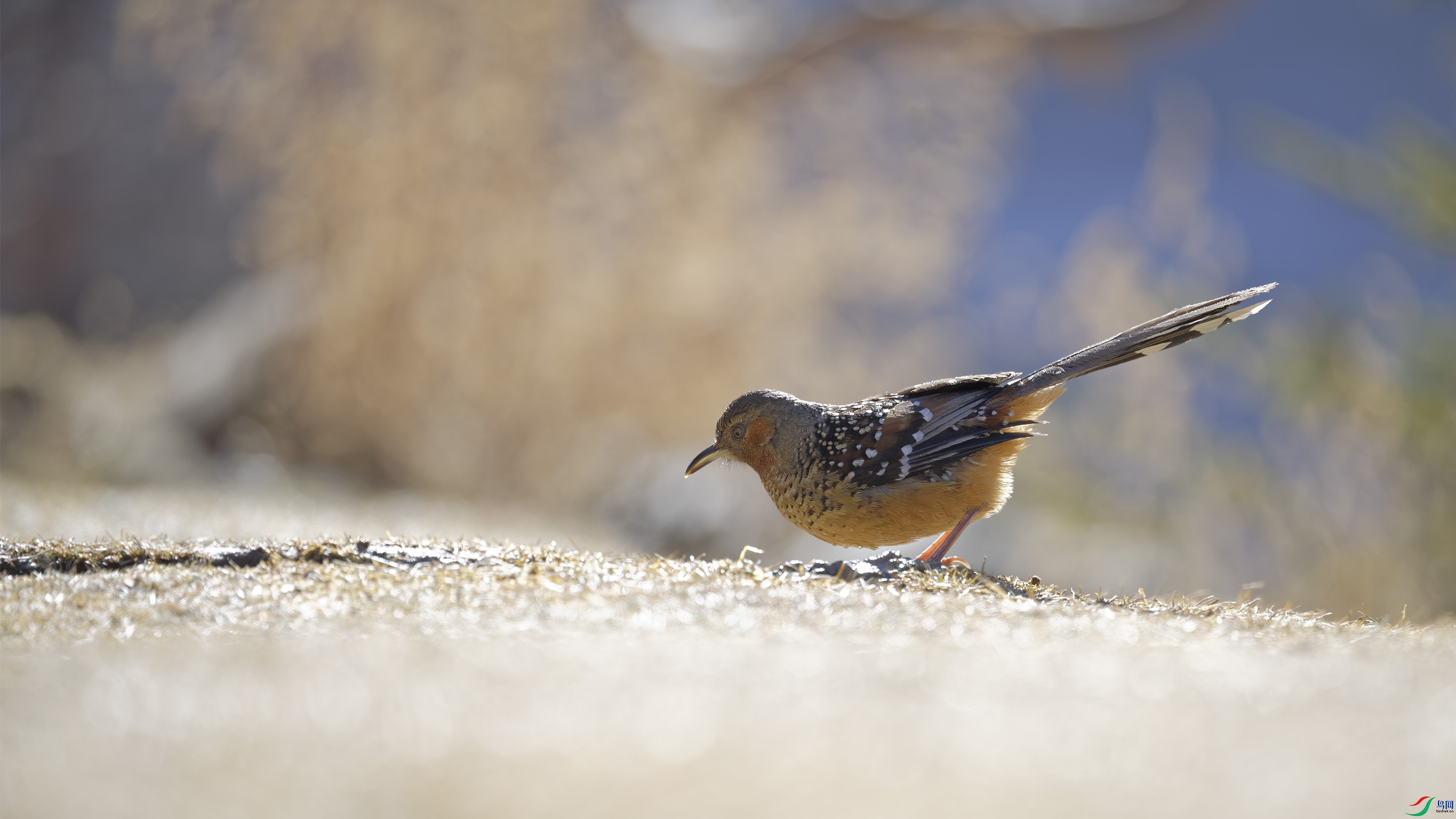 _DSC8088_DxO.jpg