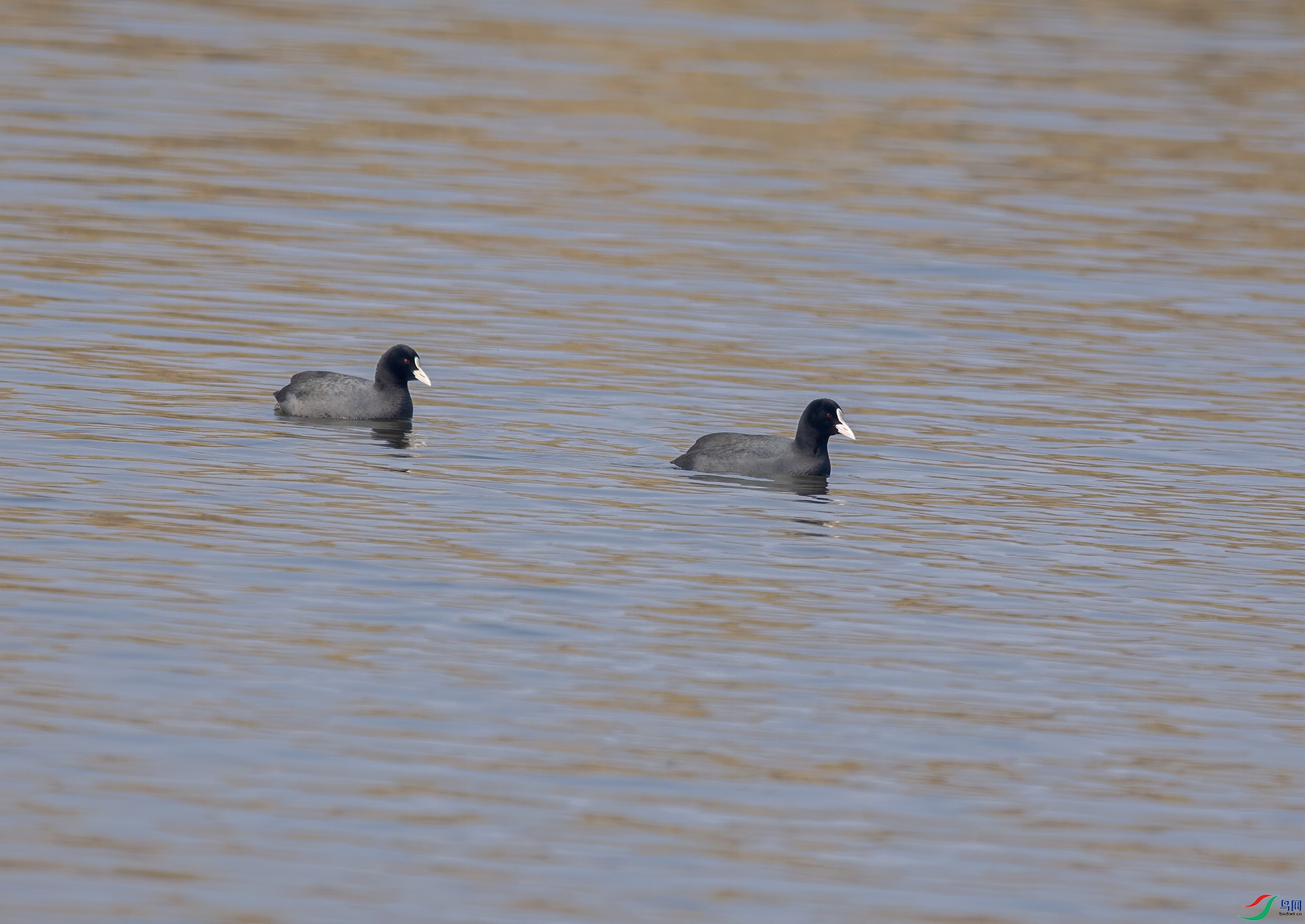 DSC_4094.jpg