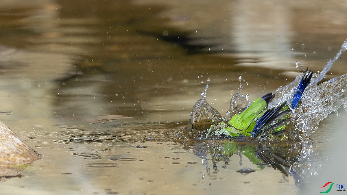 _DSC1390x.jpg
