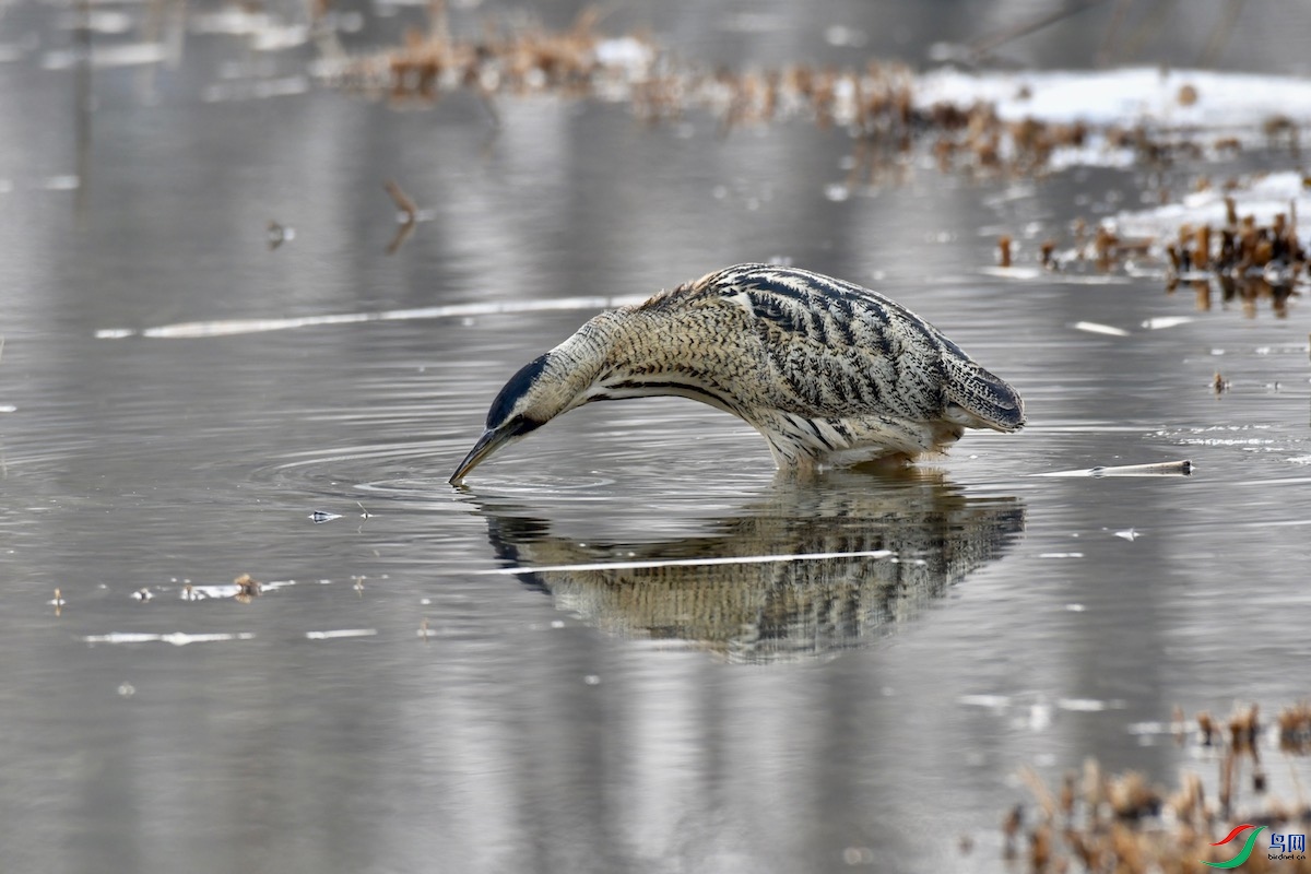 DSC_5272.jpg