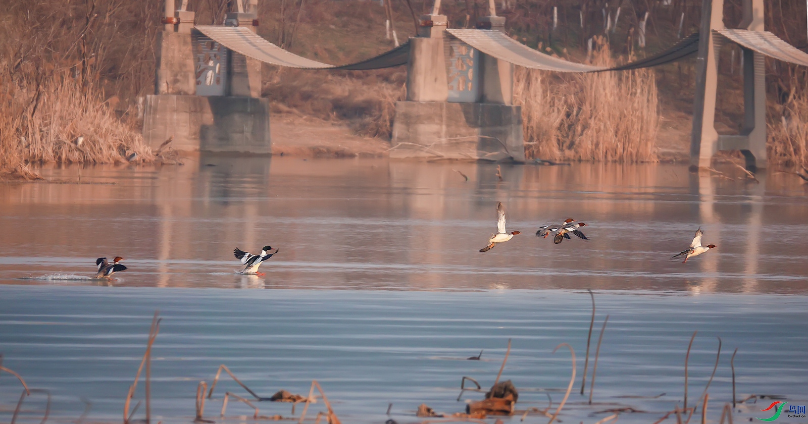 DSC09859ab.jpg