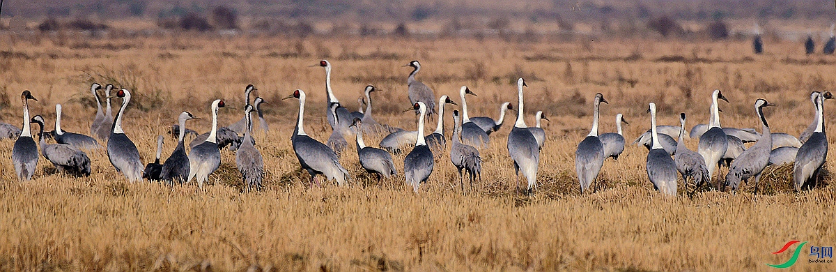 ������Ⱥ