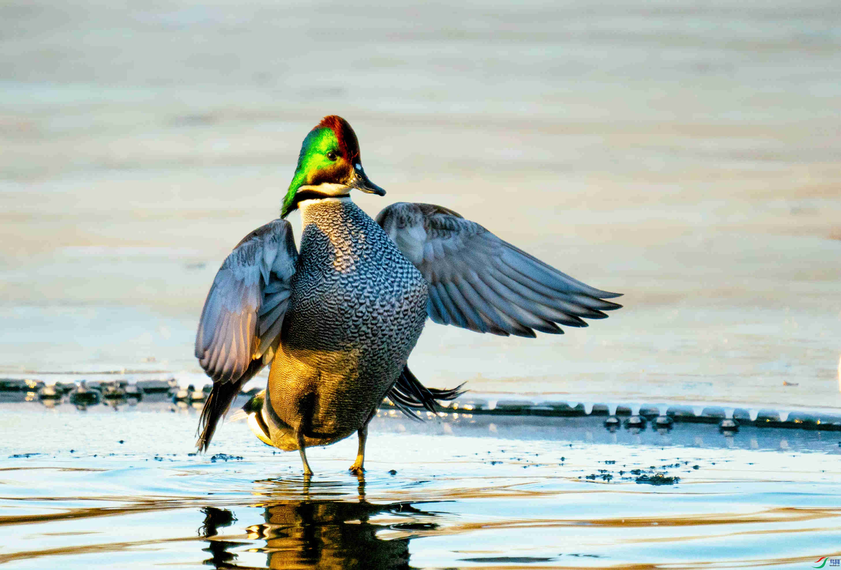 在凉水河越冬的罗纹鸭