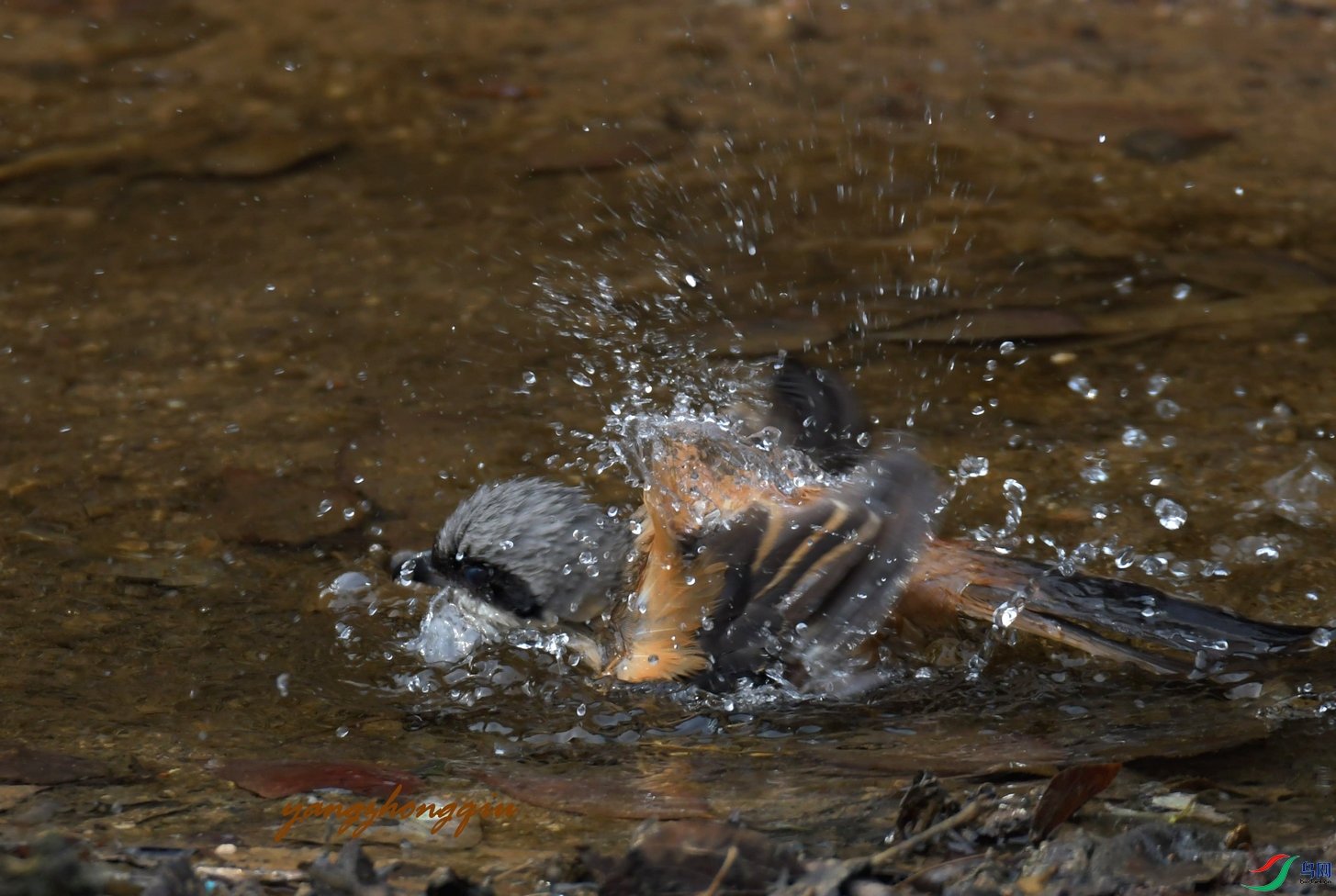 DSC_7384.jpg