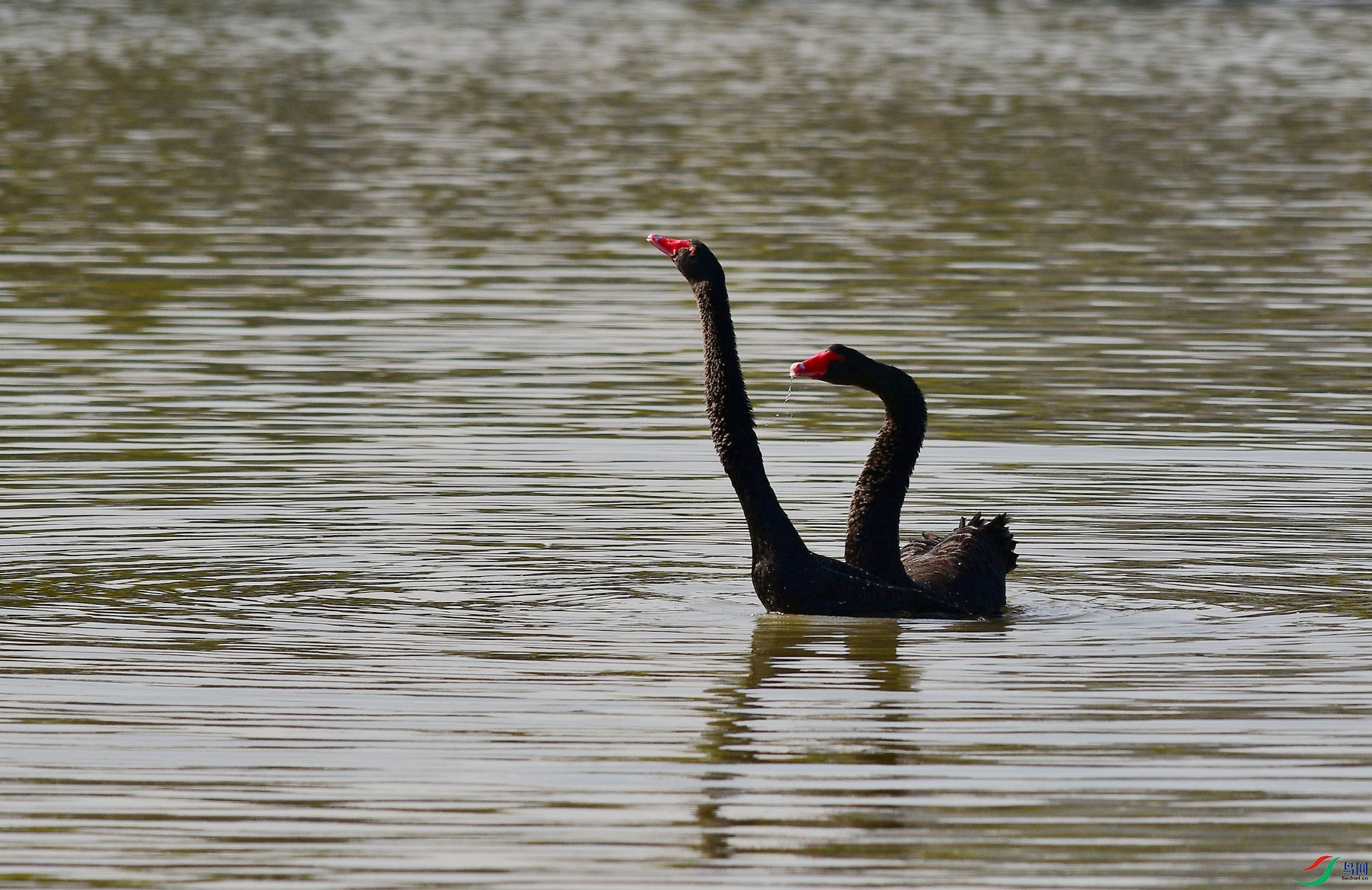 DSC_7036_����.jpg