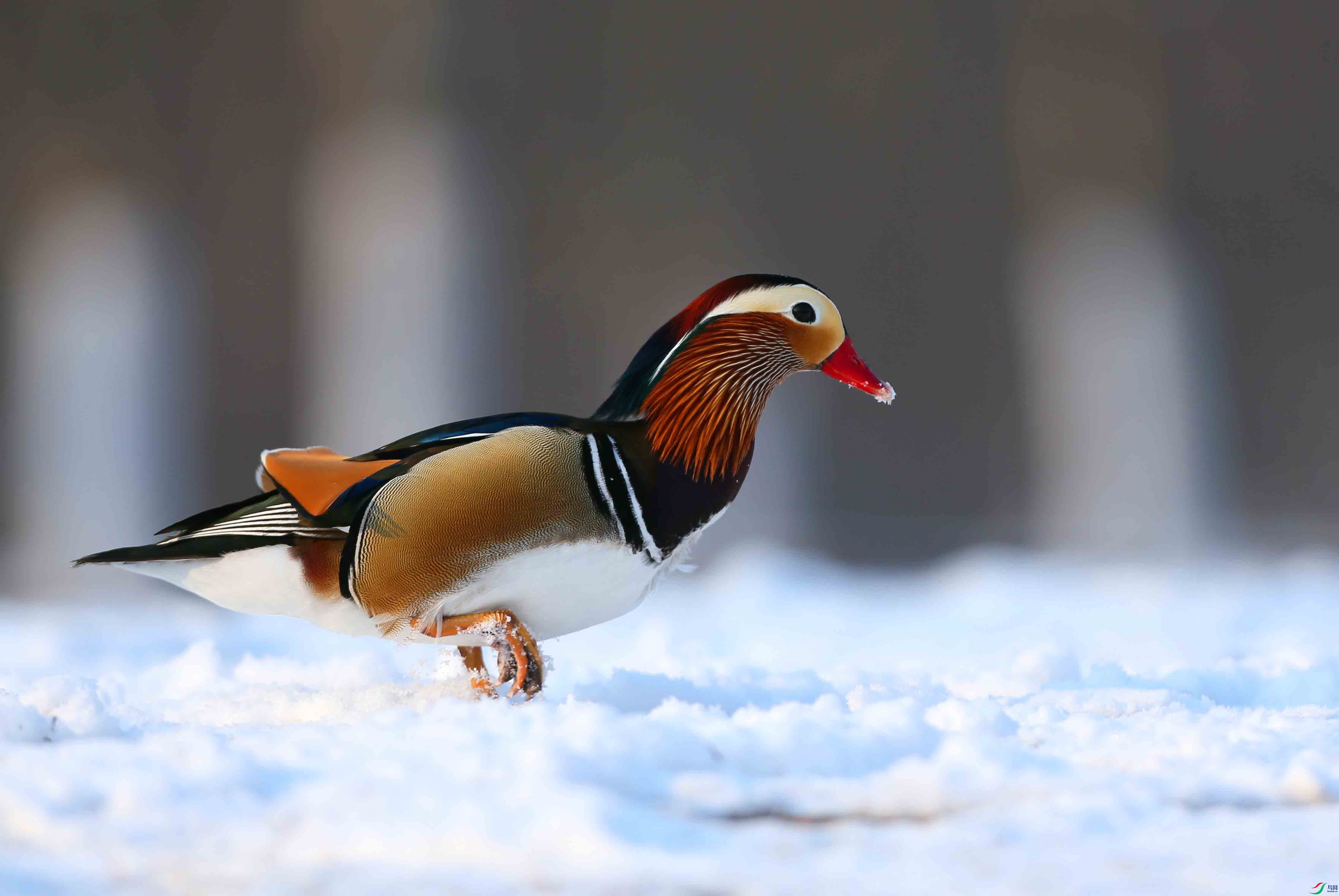 今冬的雪景鸳鸯