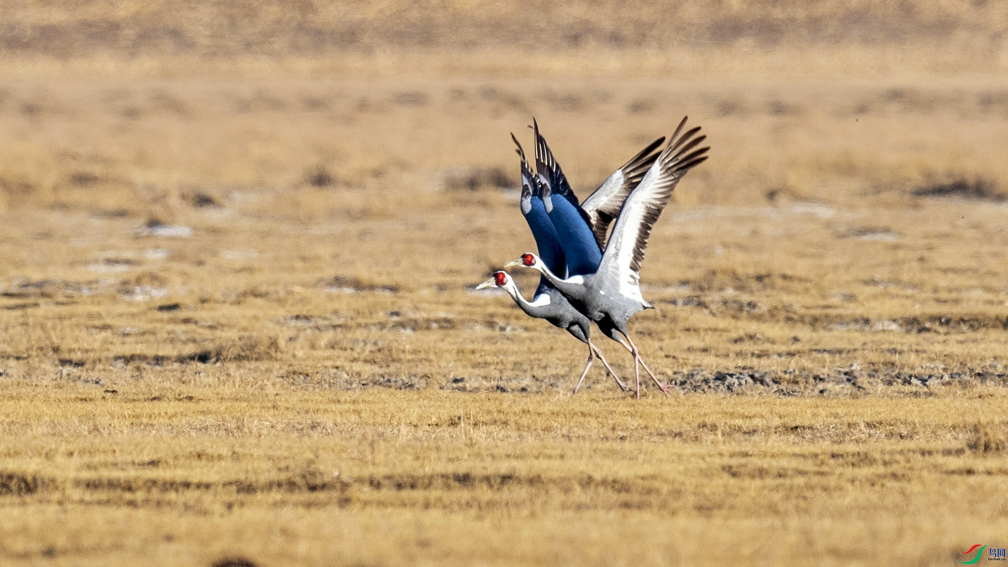 DSC_0017.jpg