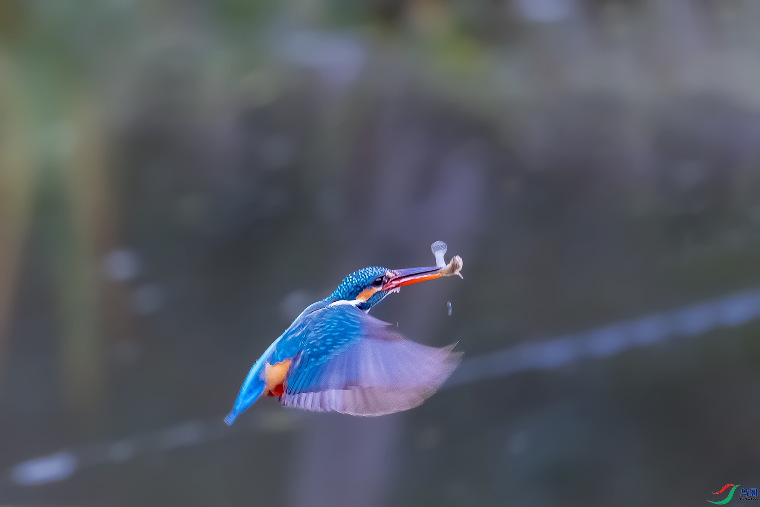 DSC_9207--2.jpg