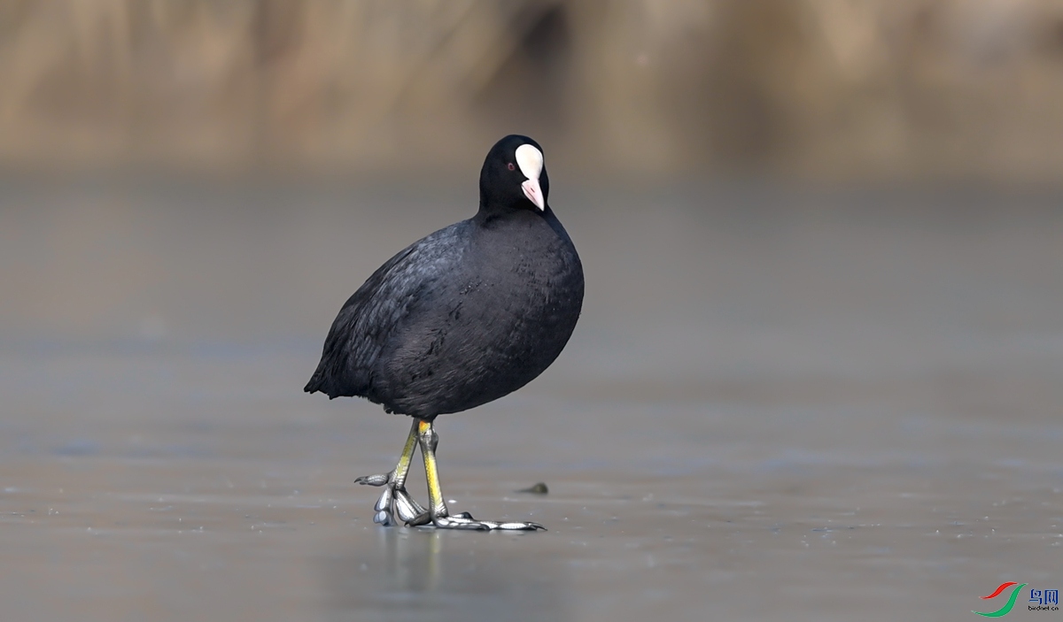 ������İ׹Ƕ�