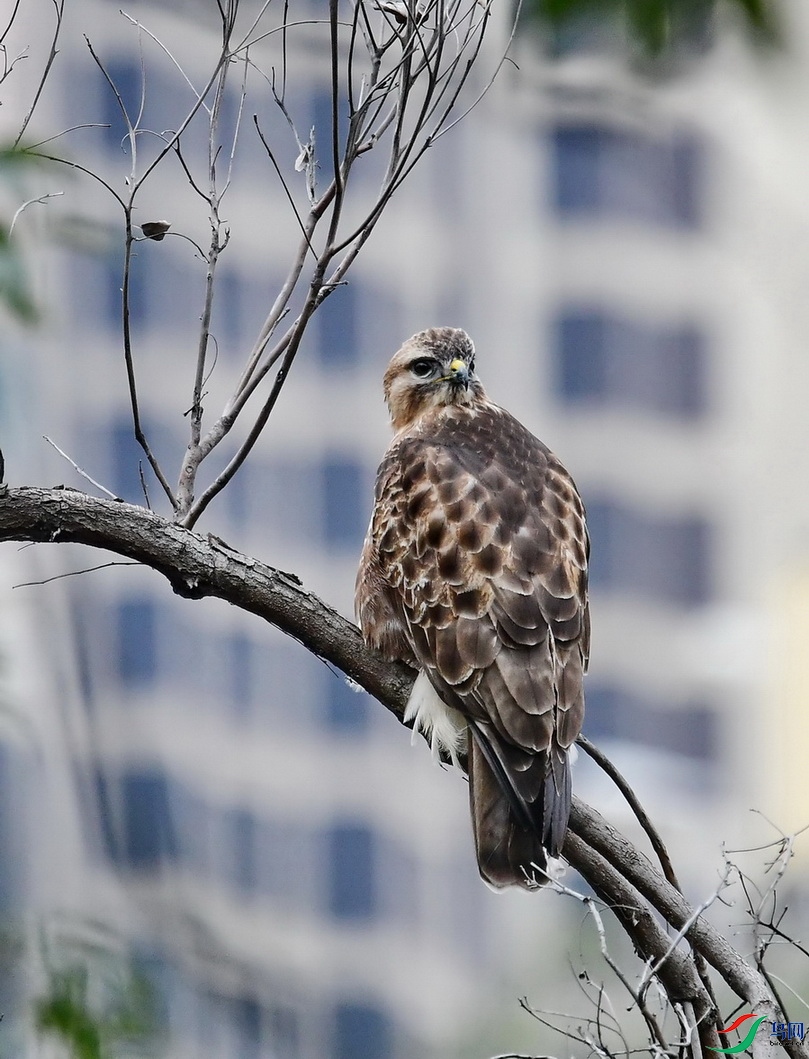 DSC_8779a.JPG