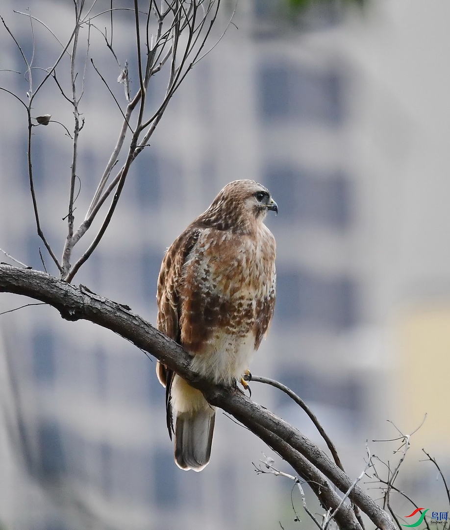 DSC_8689a.JPG