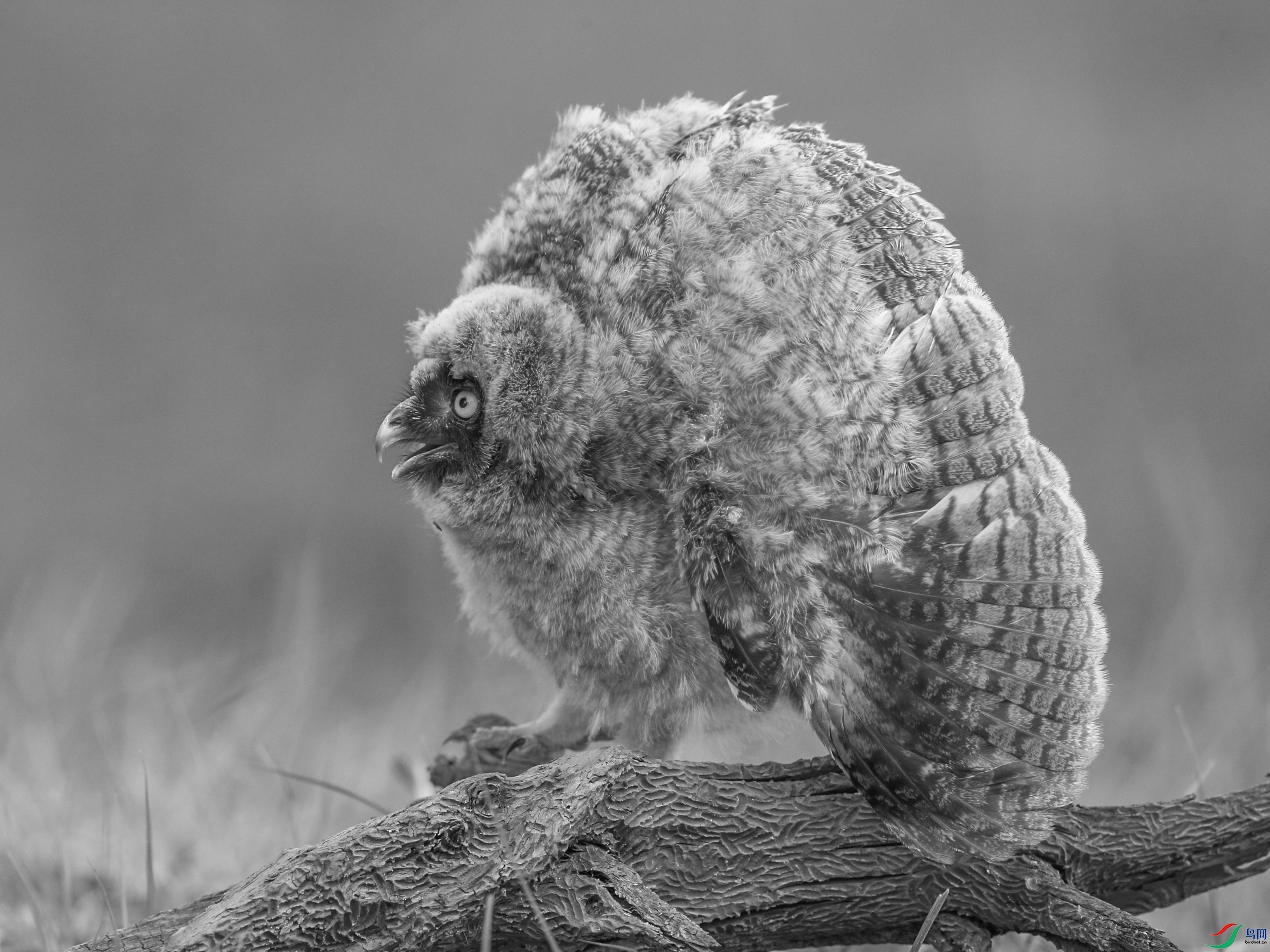 长耳鸮(幼鸟)