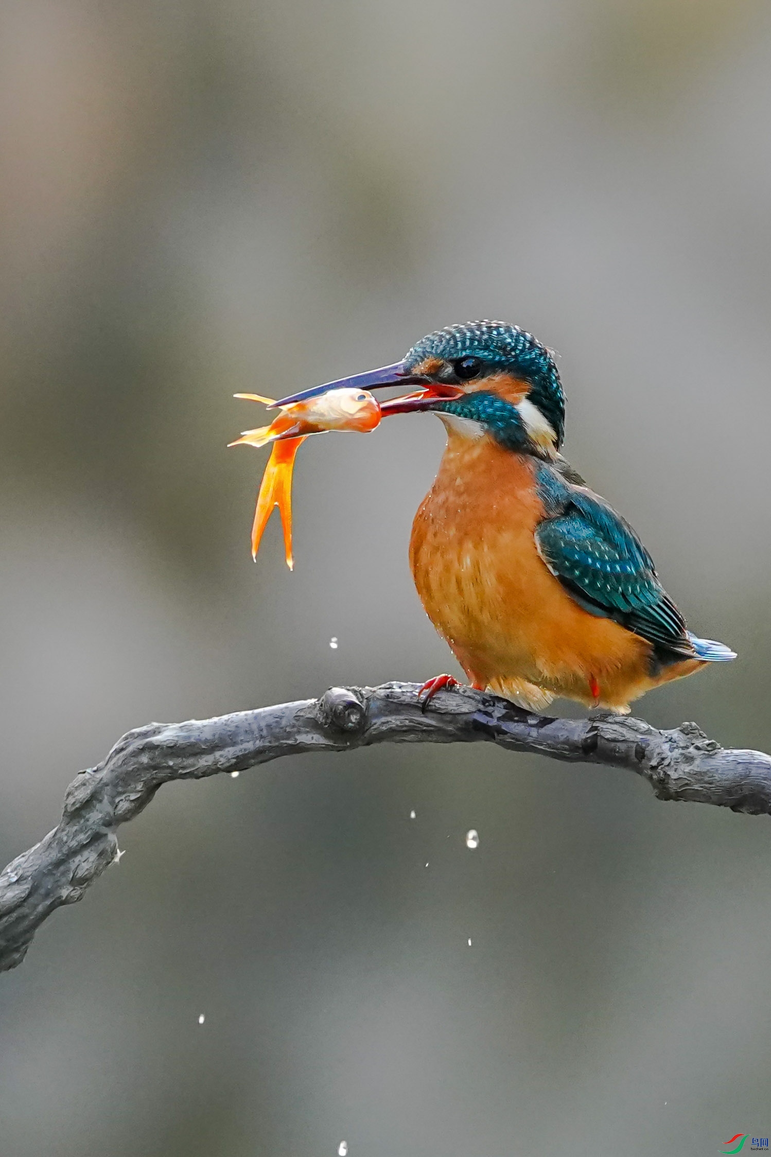 A9201984-1.jpg