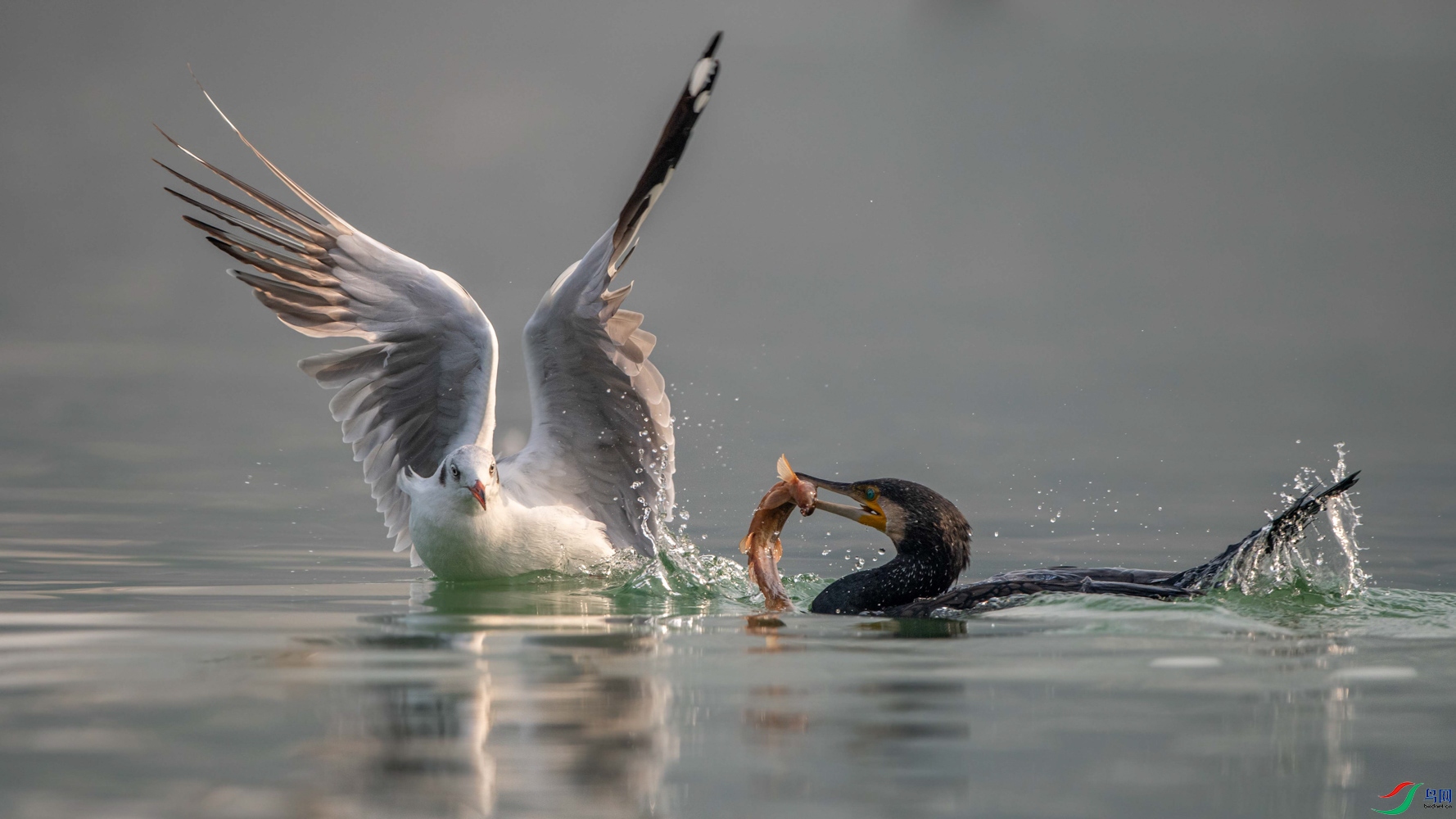 DSC_2325 (3)_1_1.jpg