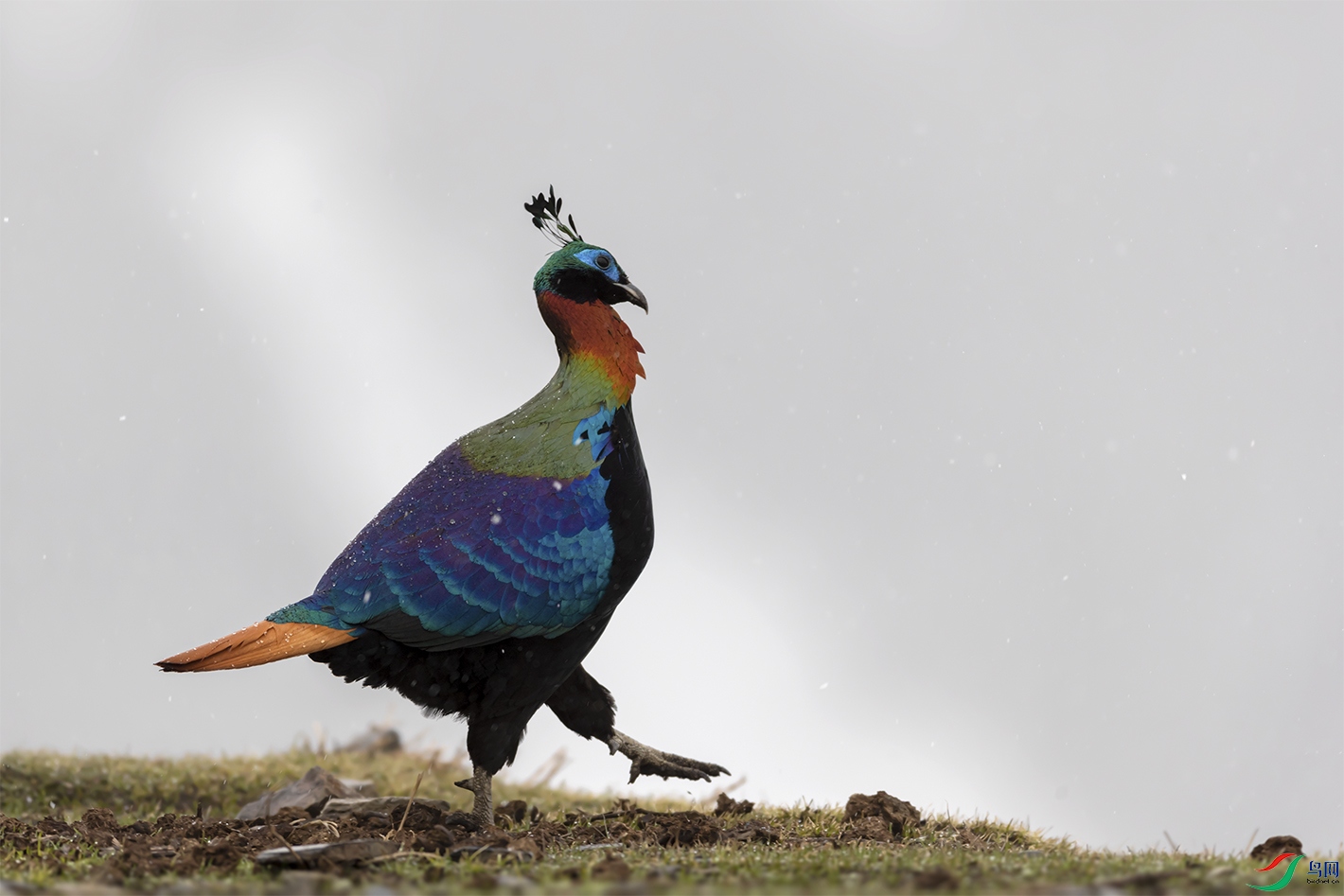 ��β����