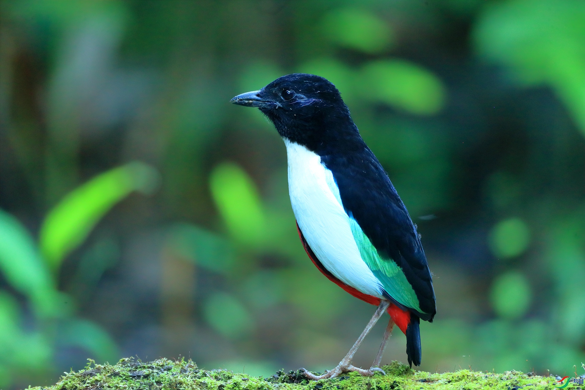 ���ذ�ɫ�vory-breasted Pitta�����У�