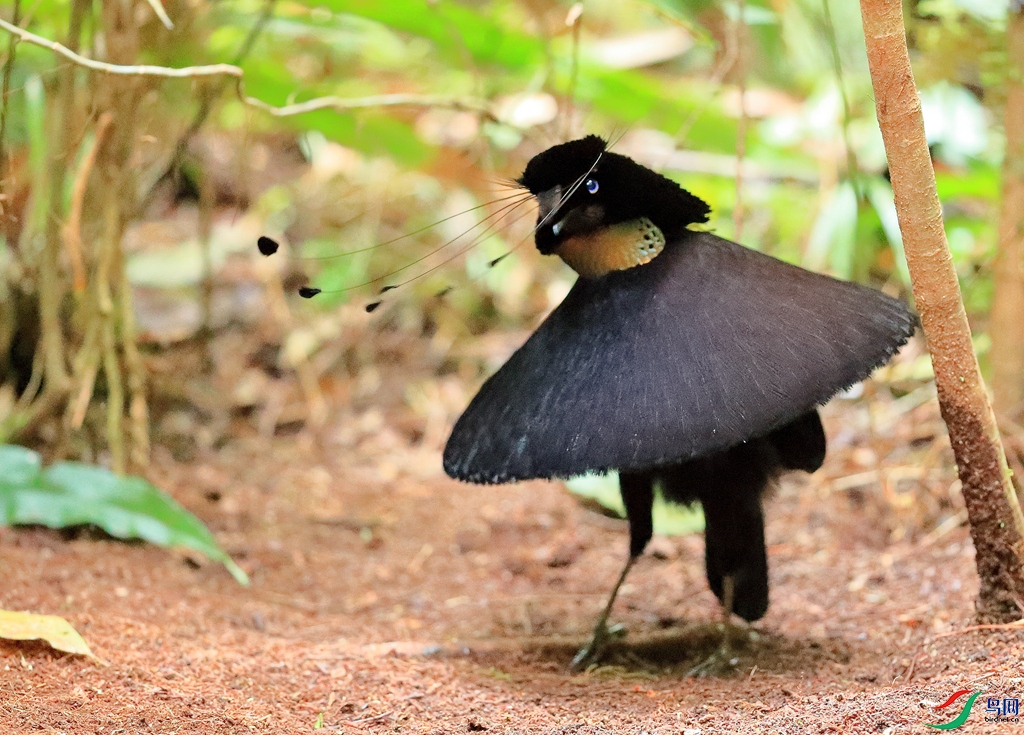 �������߷���Western Parotia