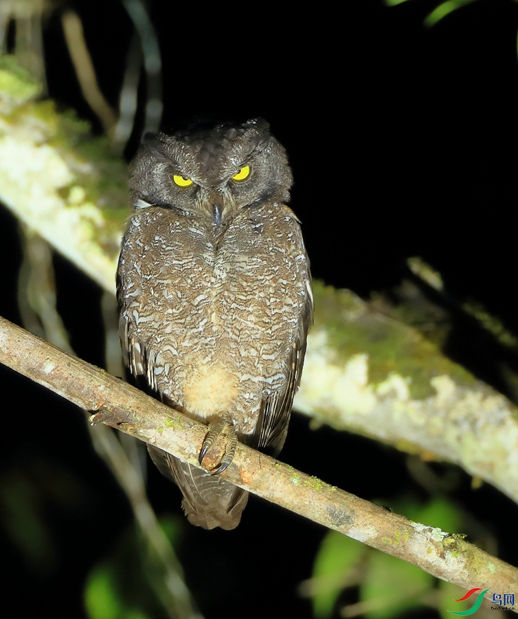 �ȵ����^Biak Scops-Owl������ ��Σ��