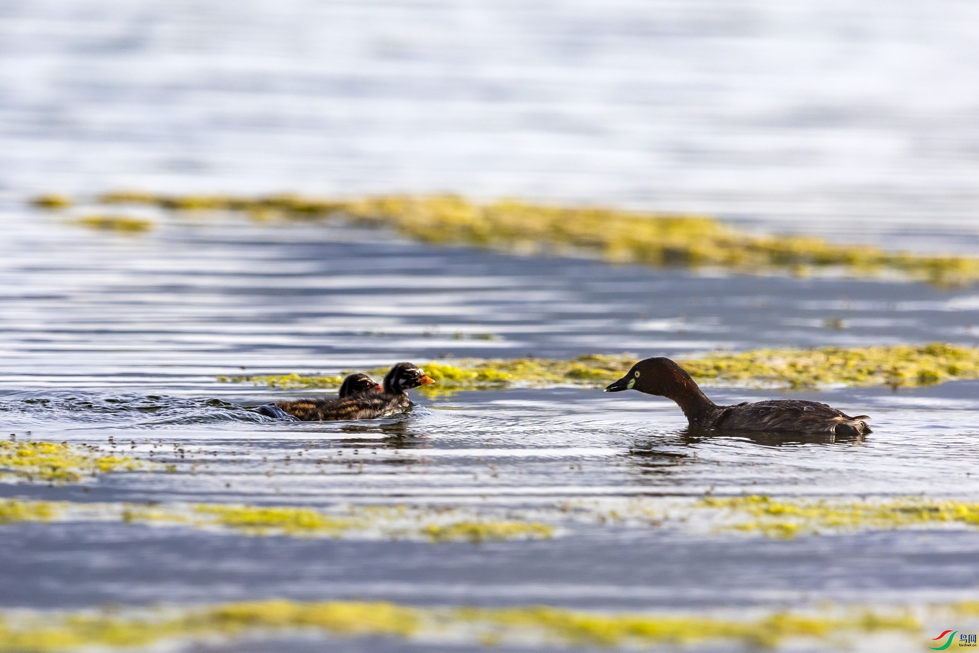 ���޲���