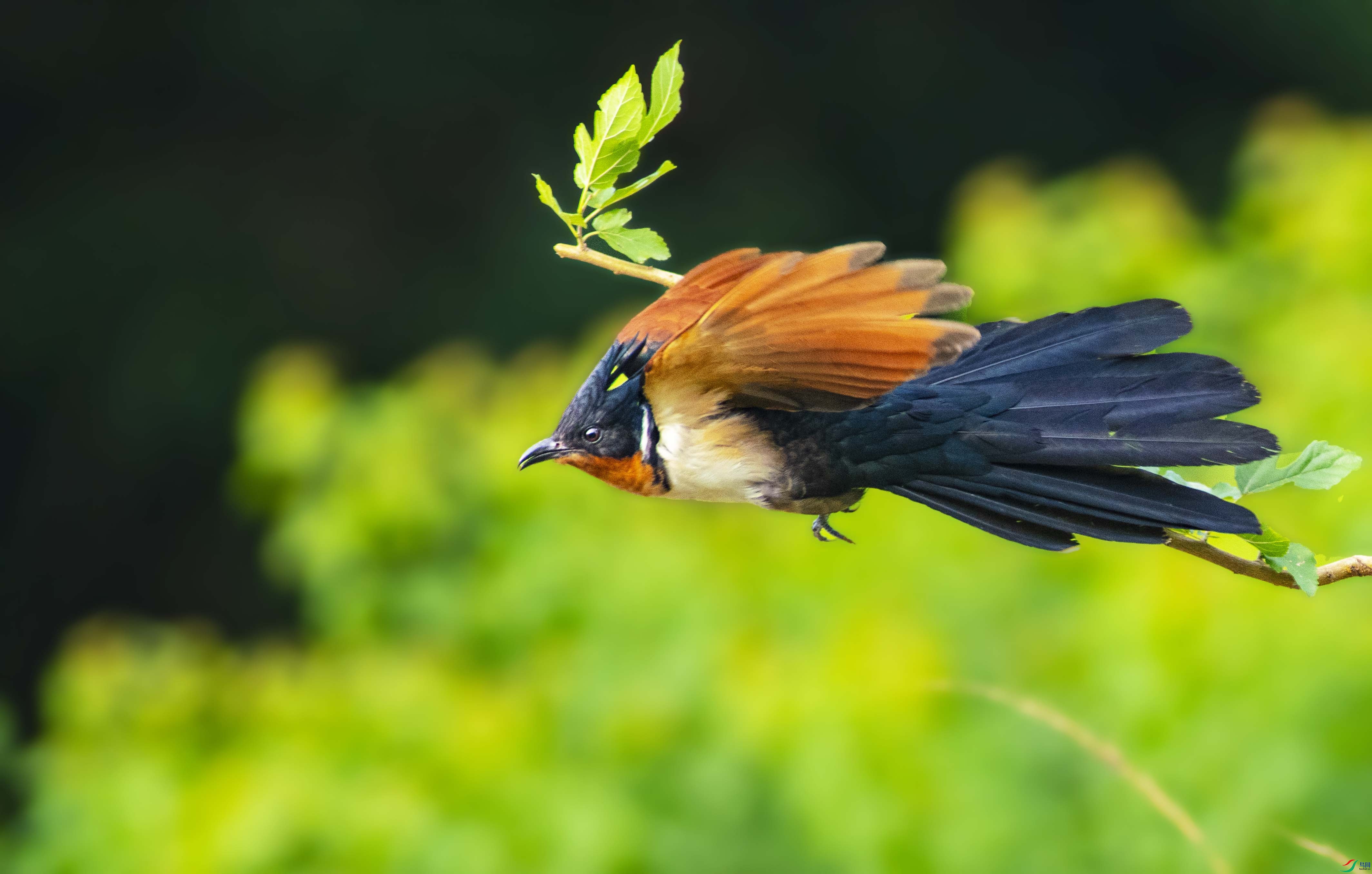 红翅凤头鹃飞起来