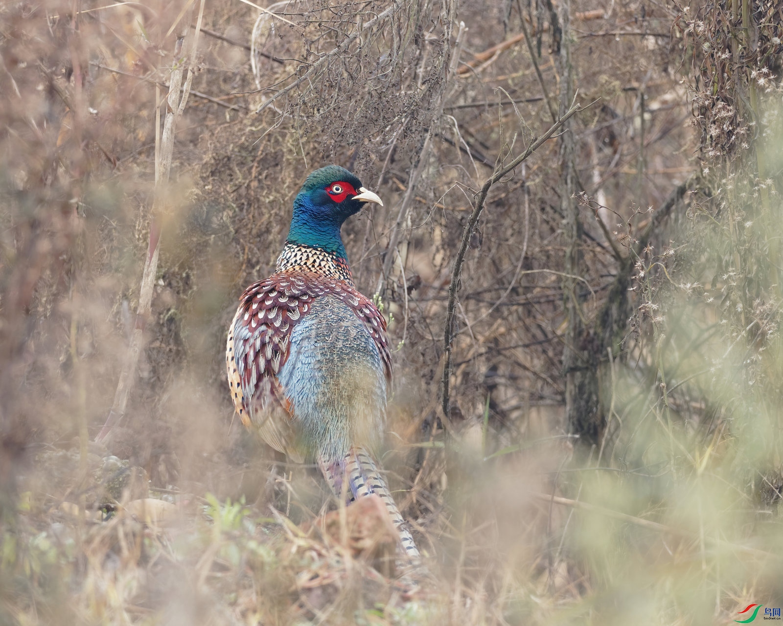 P1240225_DxO-d2.jpg