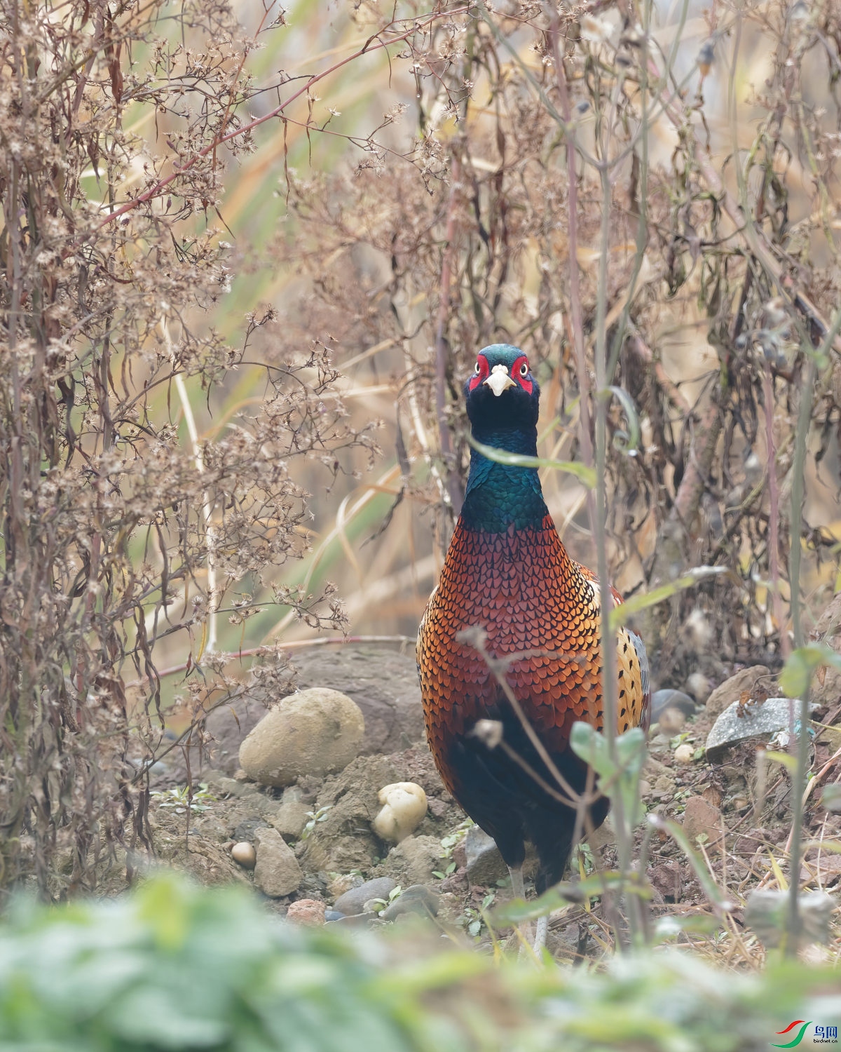 P1240294_DxO-d2.jpg