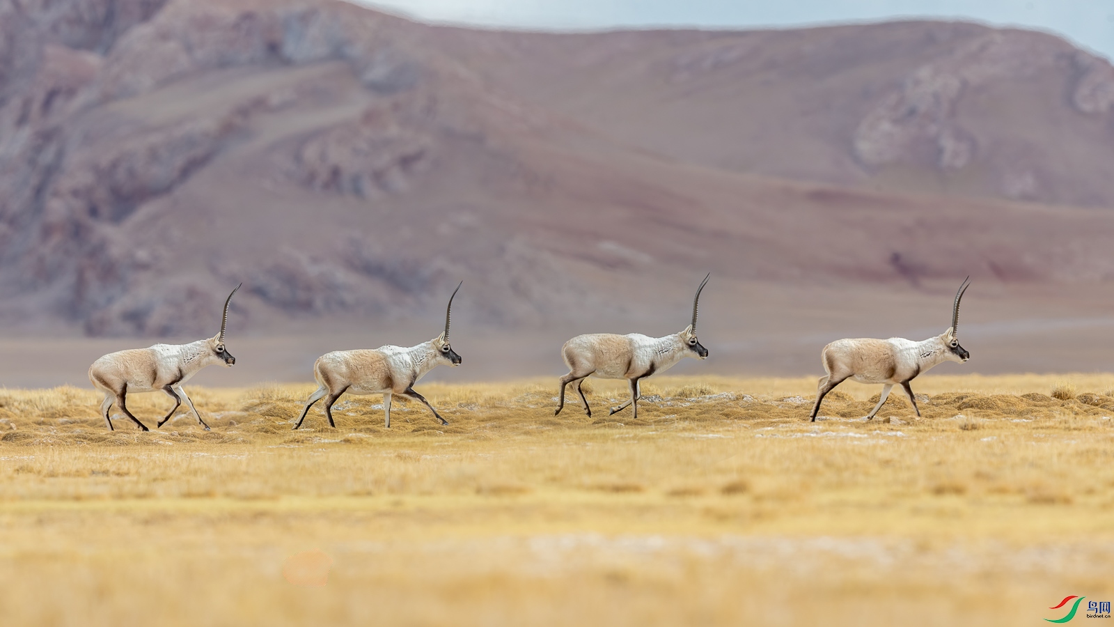 奔跑的藏羚羊