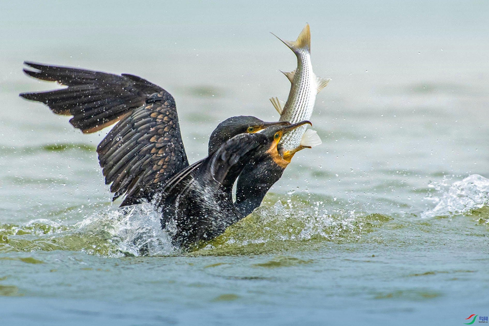 YFJ_9889_1 ����.jpg