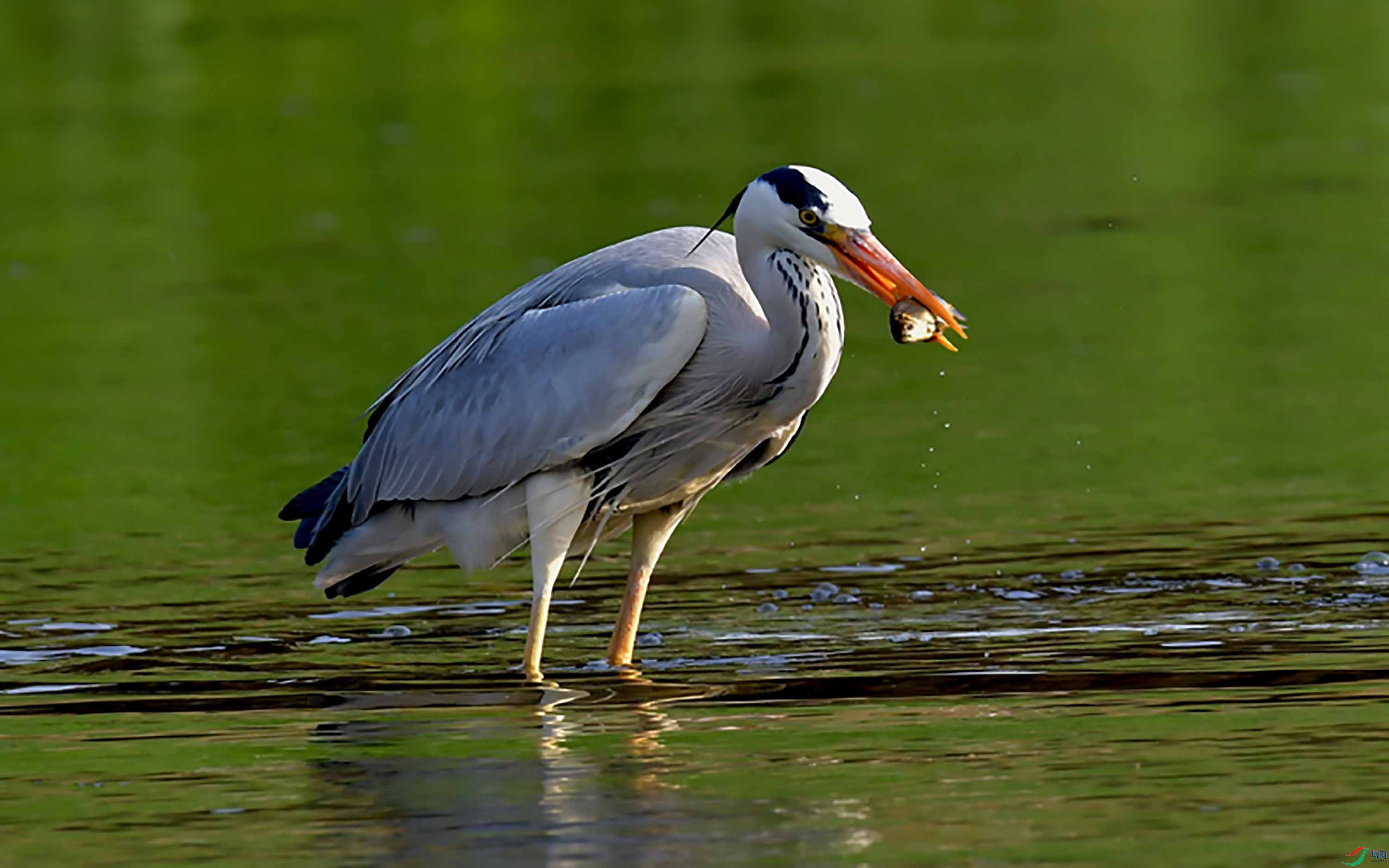 苍鹭吃鱼(摄于北京清河)