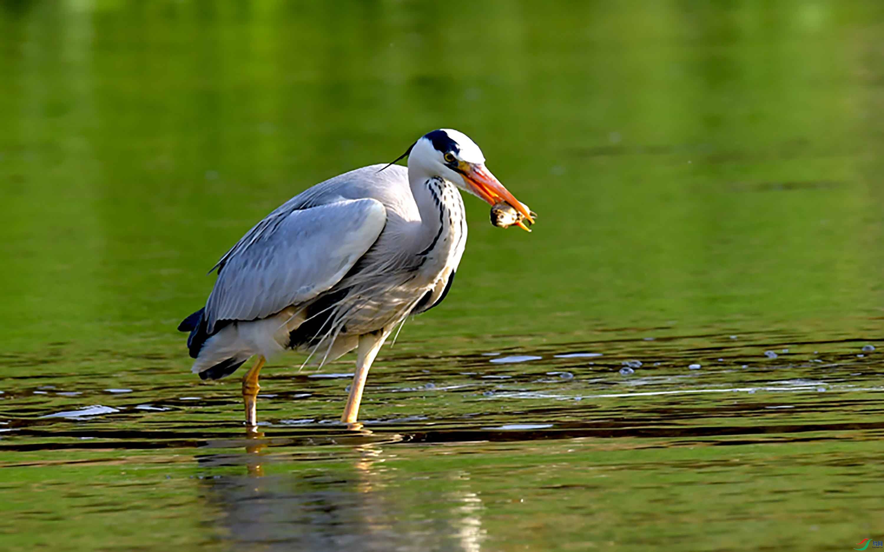 苍鹭吃鱼(摄于北京清河)