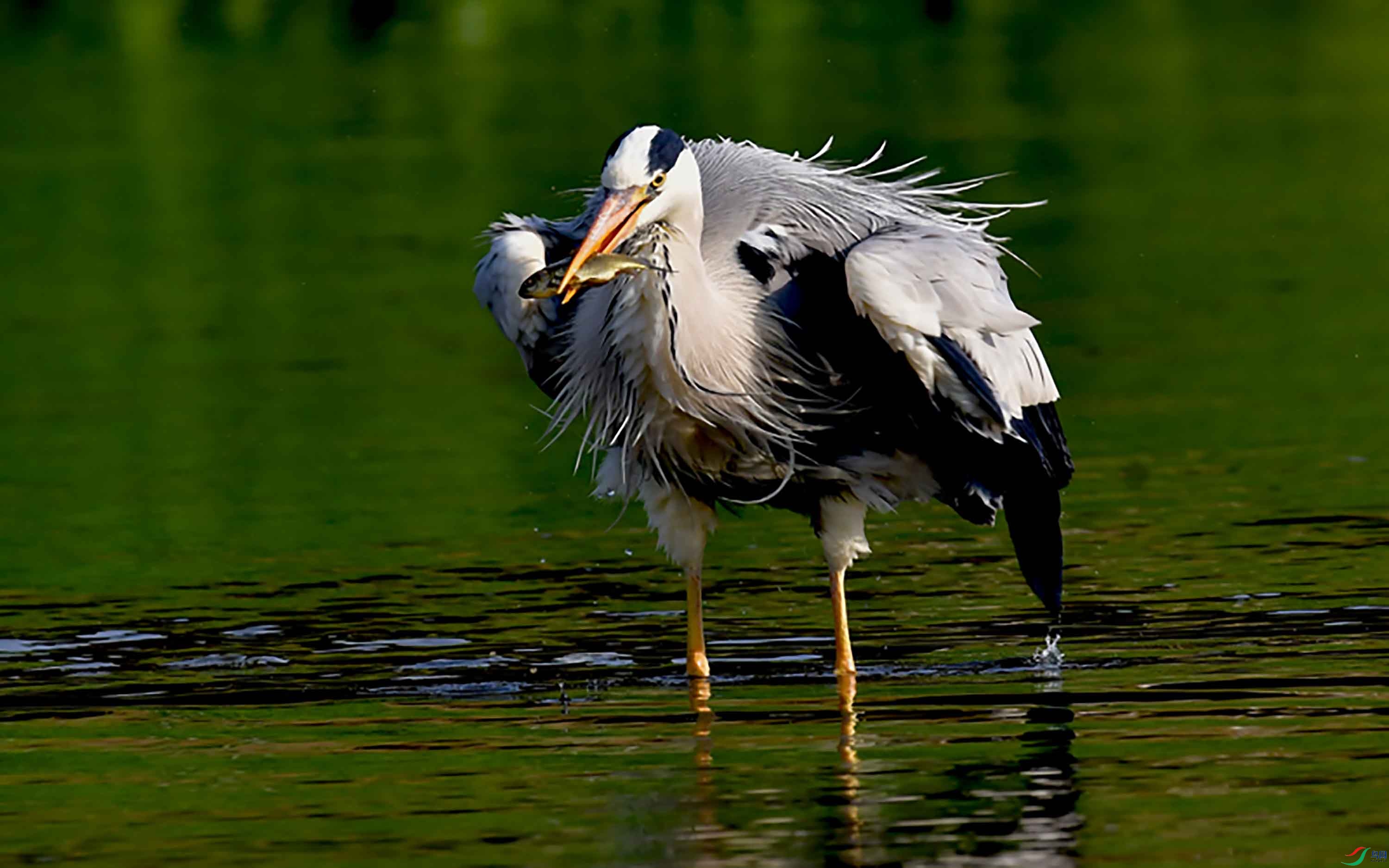 苍鹭吃鱼(摄于北京清河)