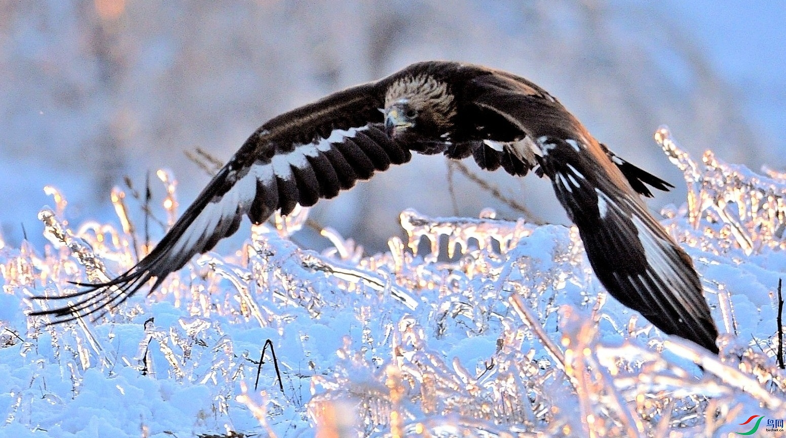 PicsArt_01-25-06.33.15.jpg