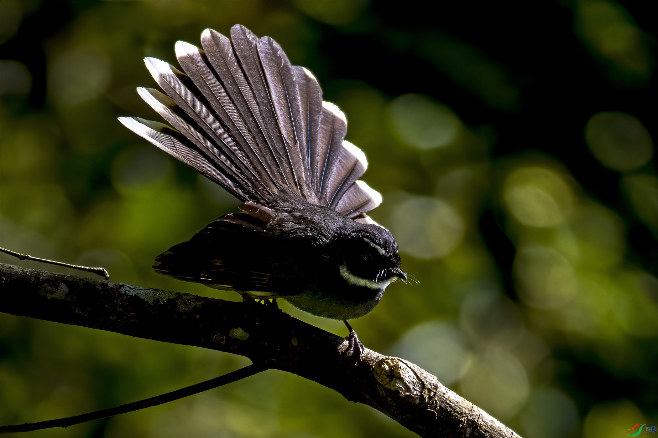 DSC_0505-1.jpg