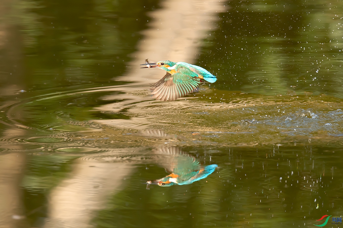 DSC_p3661.jpg