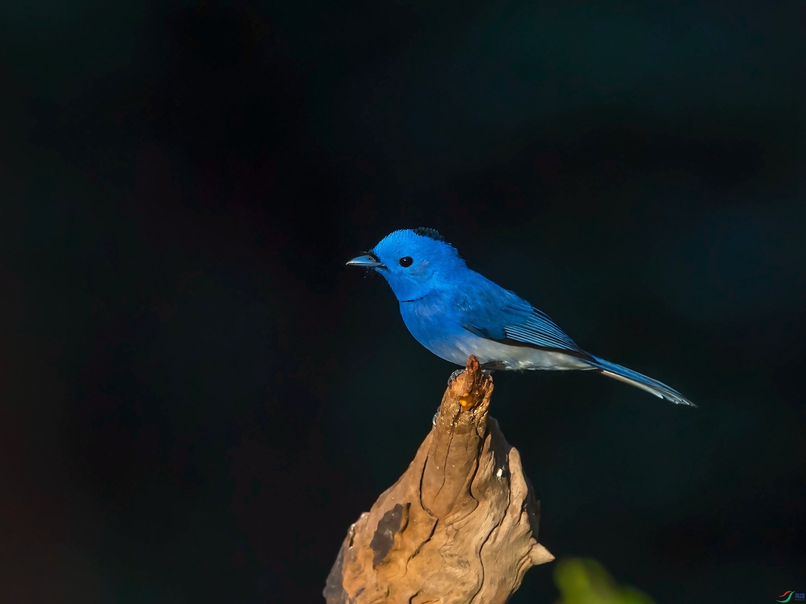 DSC_4945.jpg