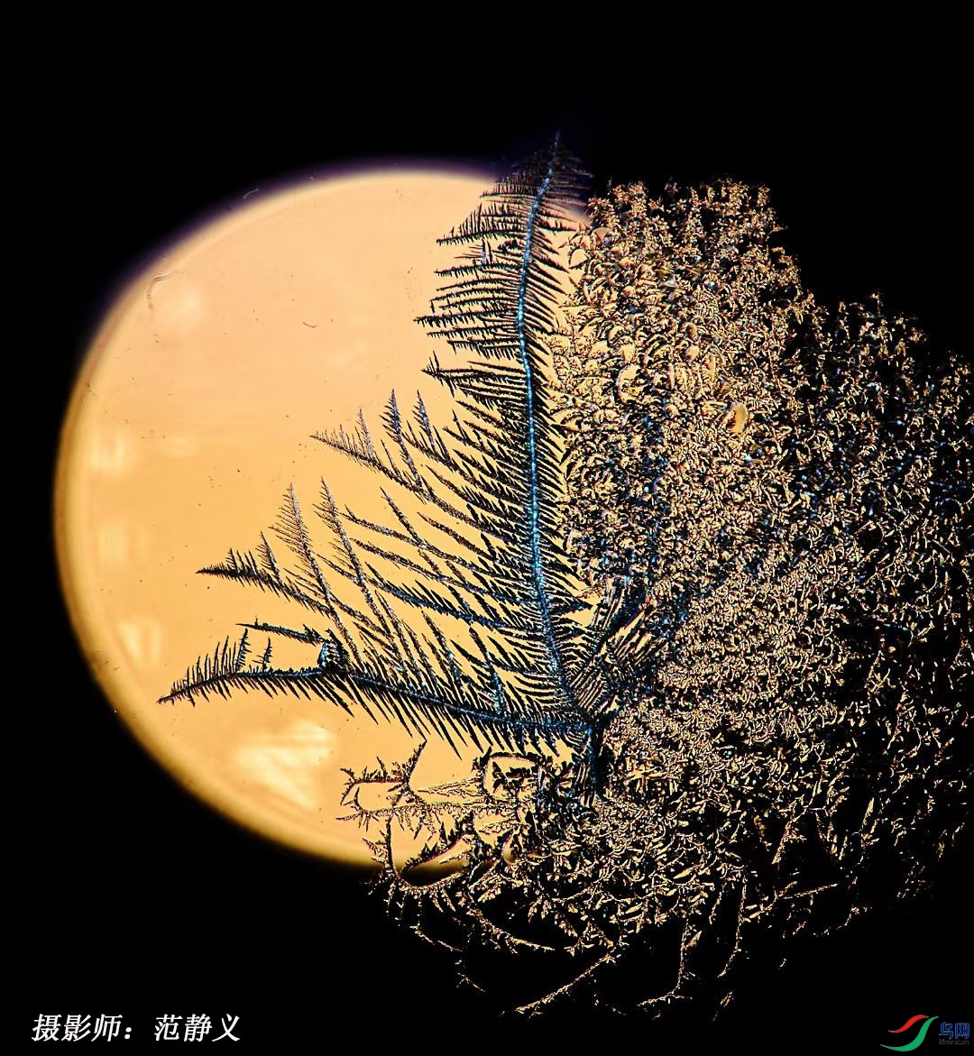 ����ı�����