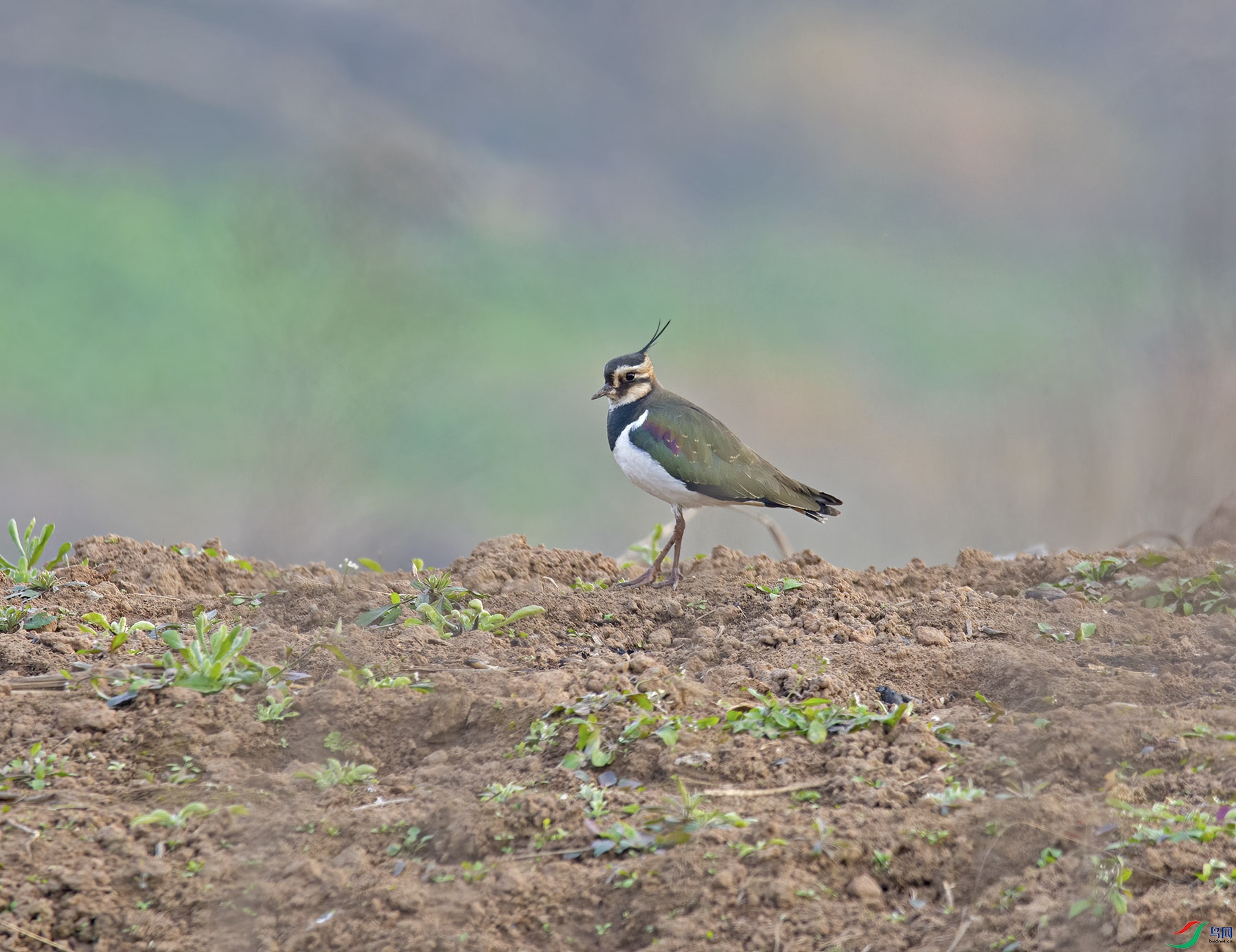 DSC_3112.jpg
