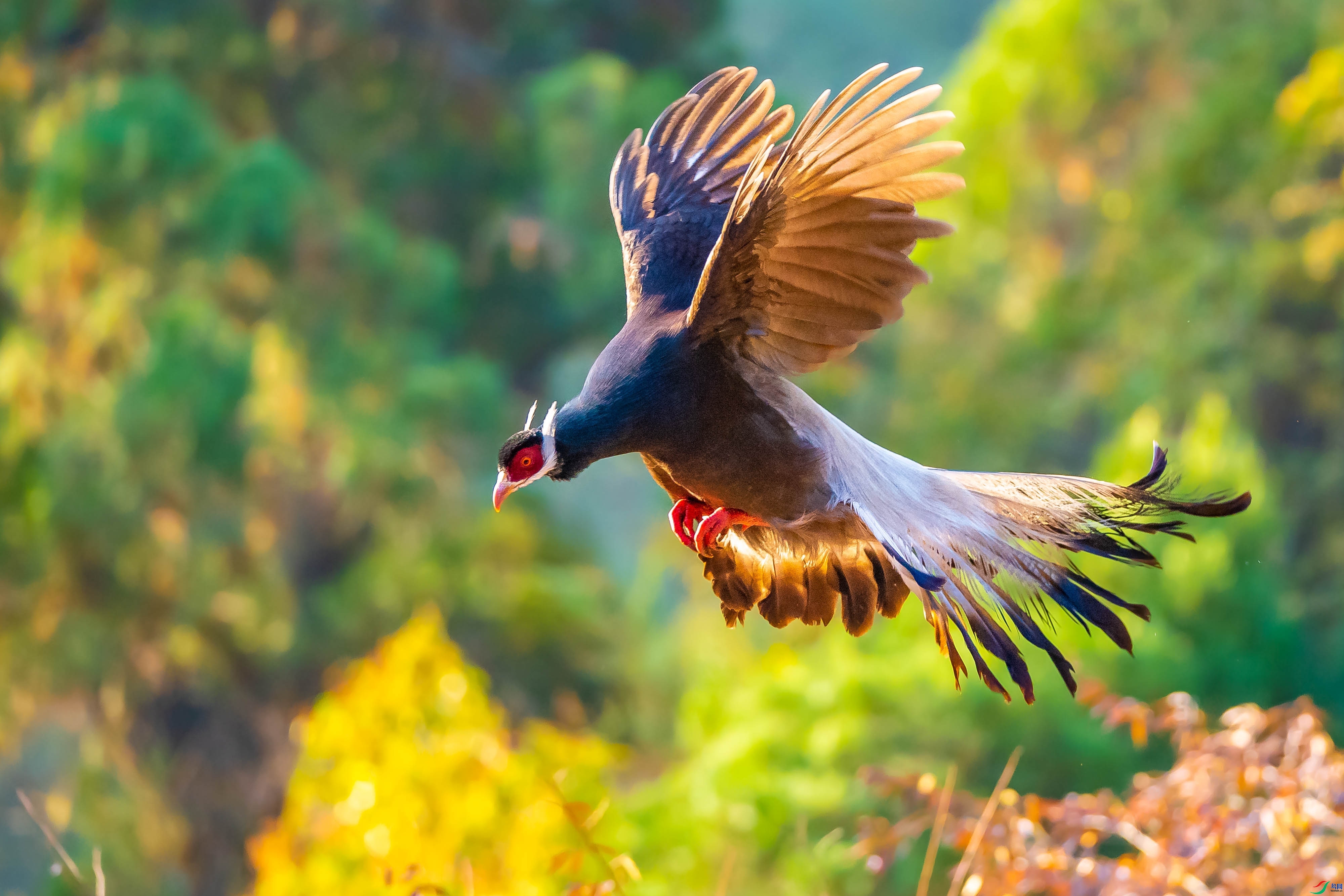 西风瘦马bj老师作品----新周问好~褐马鸡 荣获2021年1月25日 鸟类精华