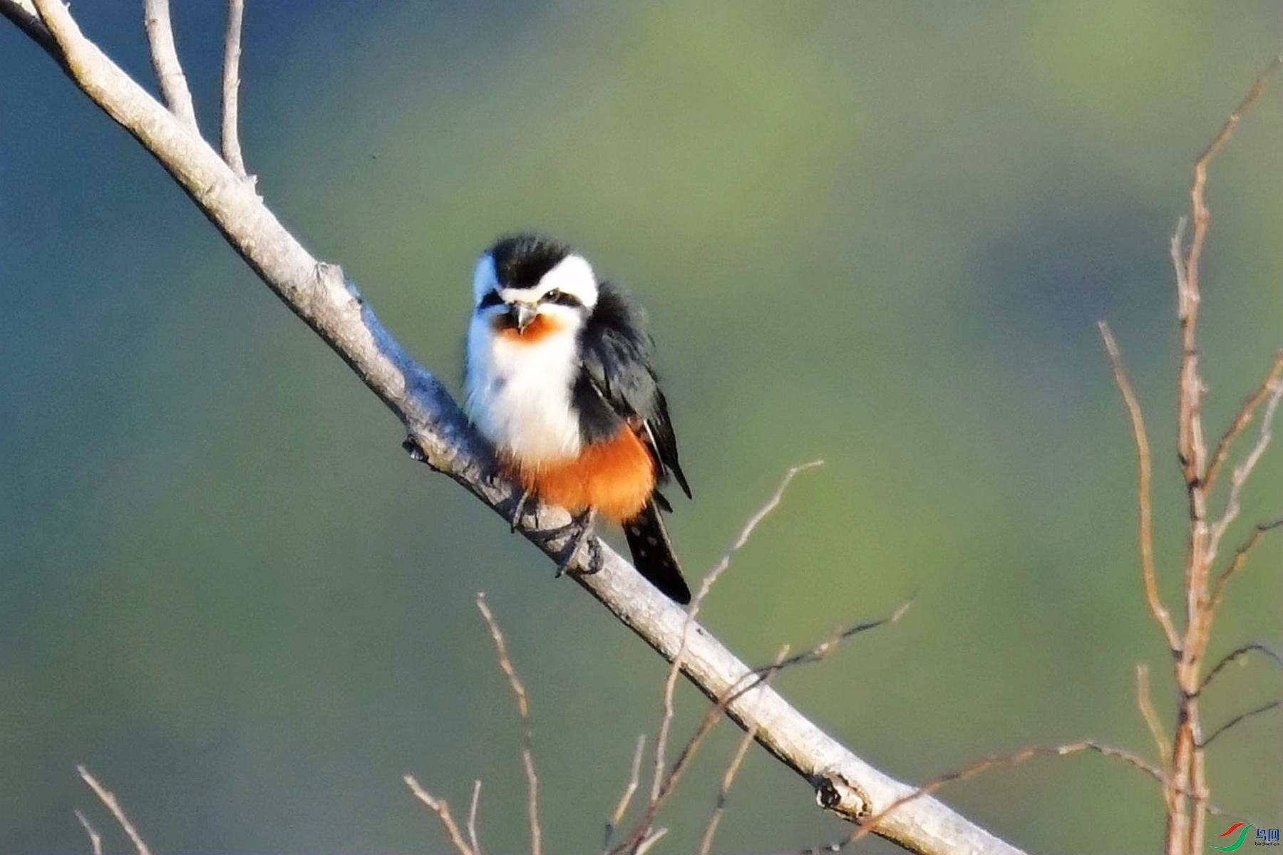 [size= 1] 红腿小隼