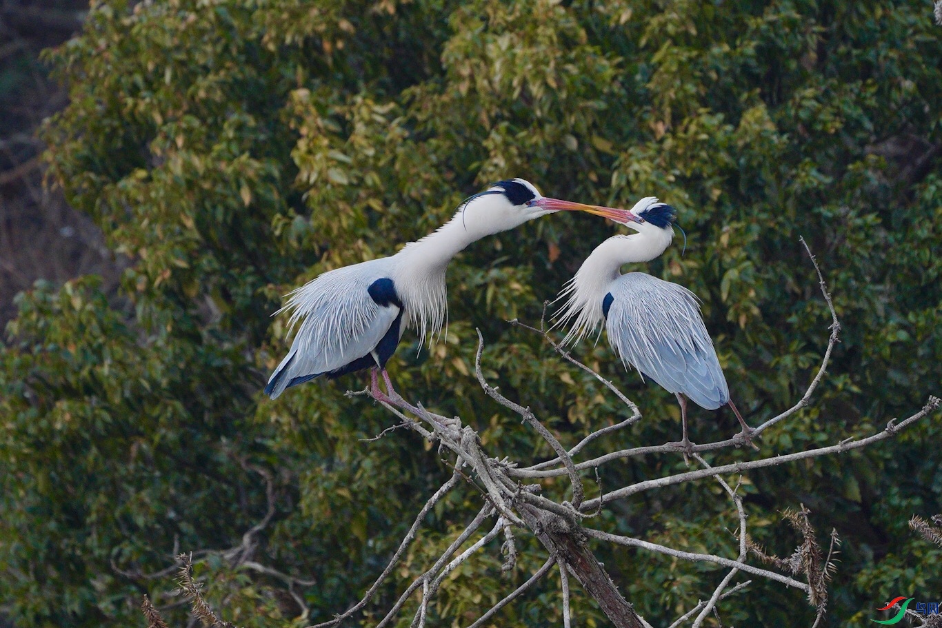 �����Զ�