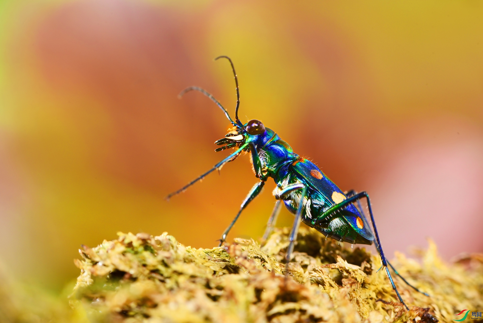 DSC_0070 ��������.jpg