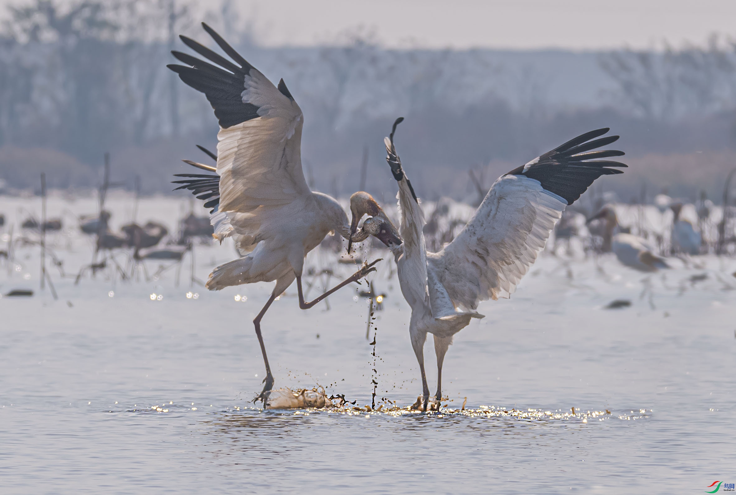 DSC_9490-1.jpg