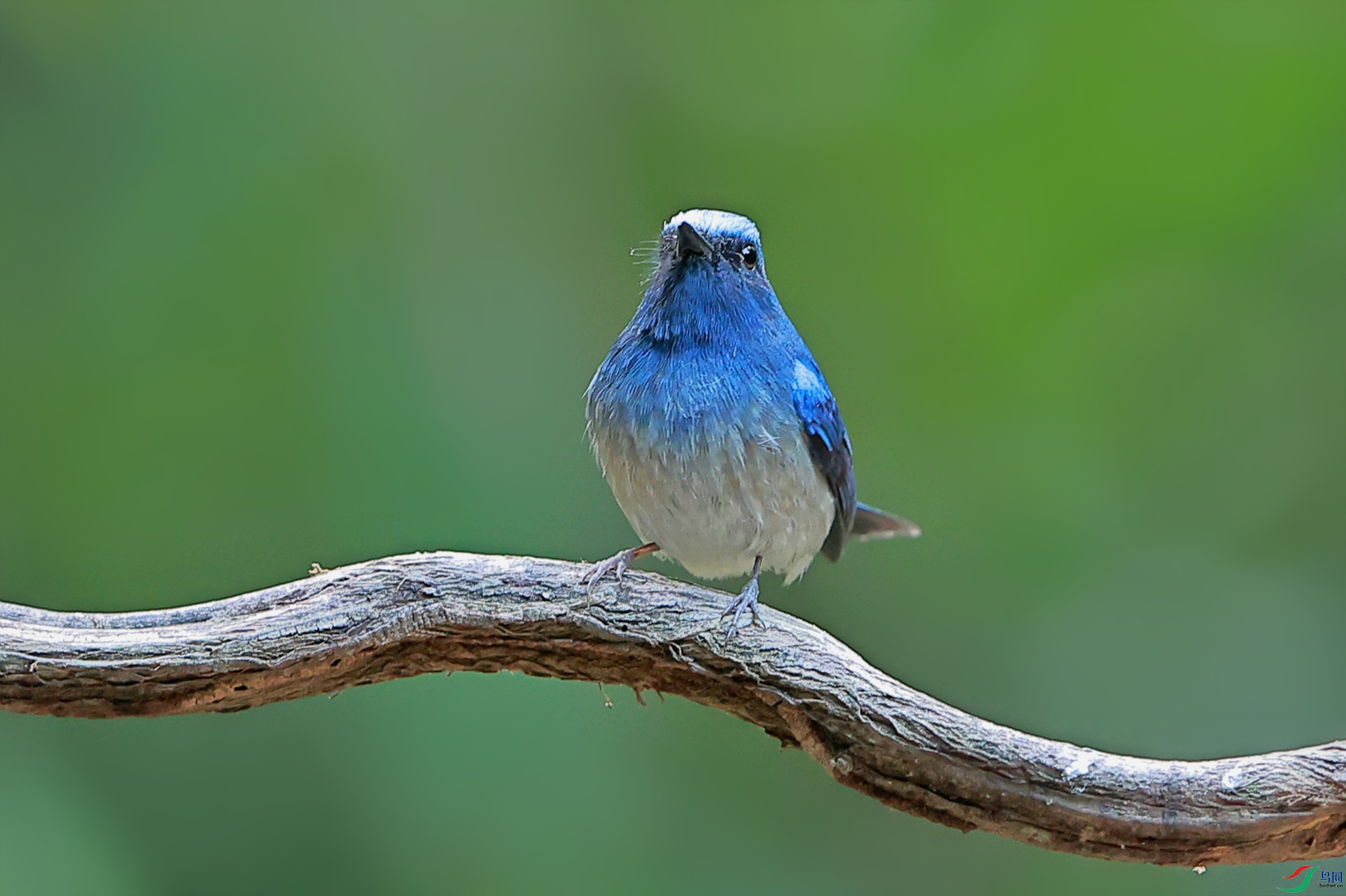蓝精灵海南蓝仙鹟