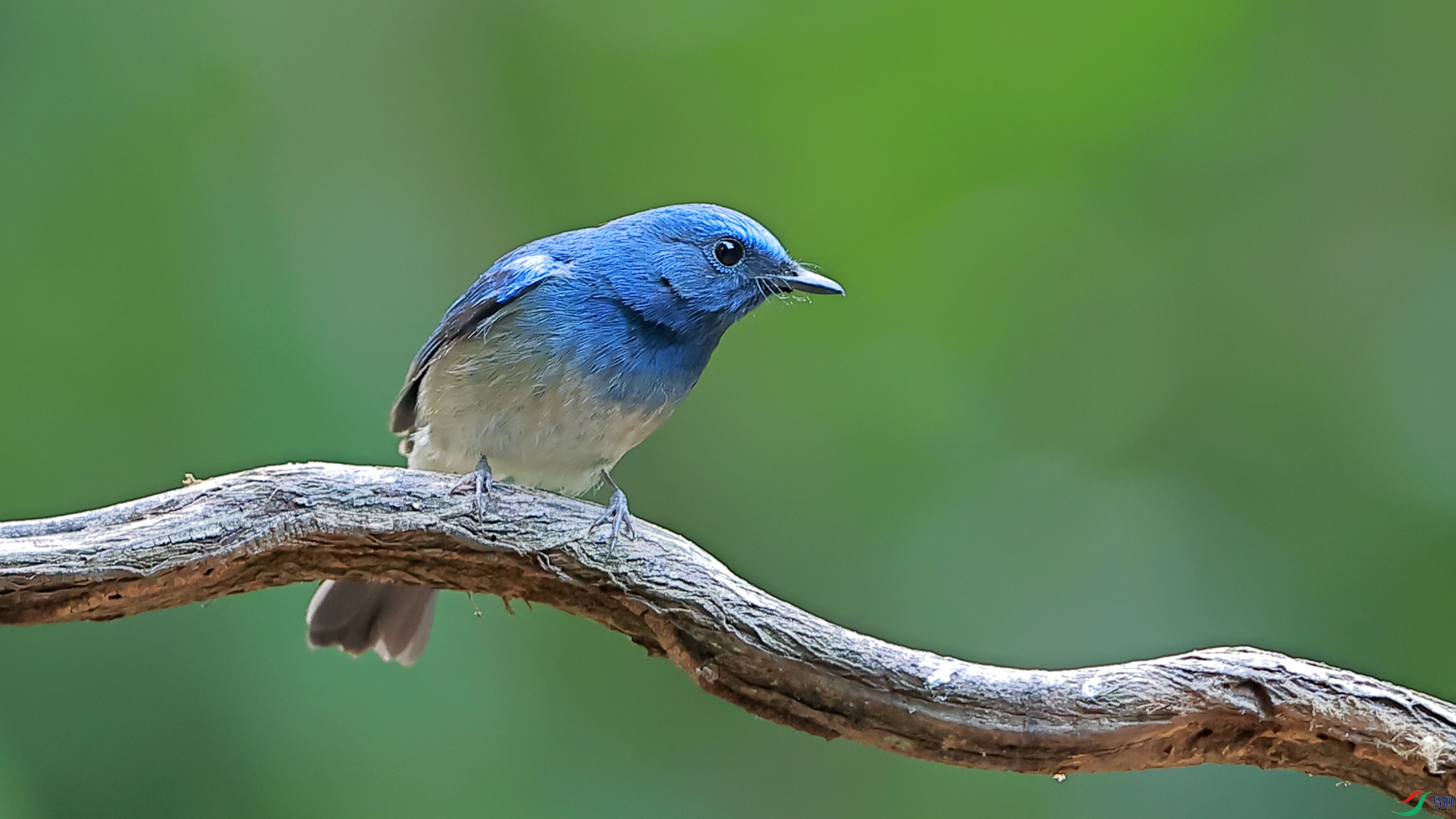 蓝精灵—《海南蓝仙鹟》